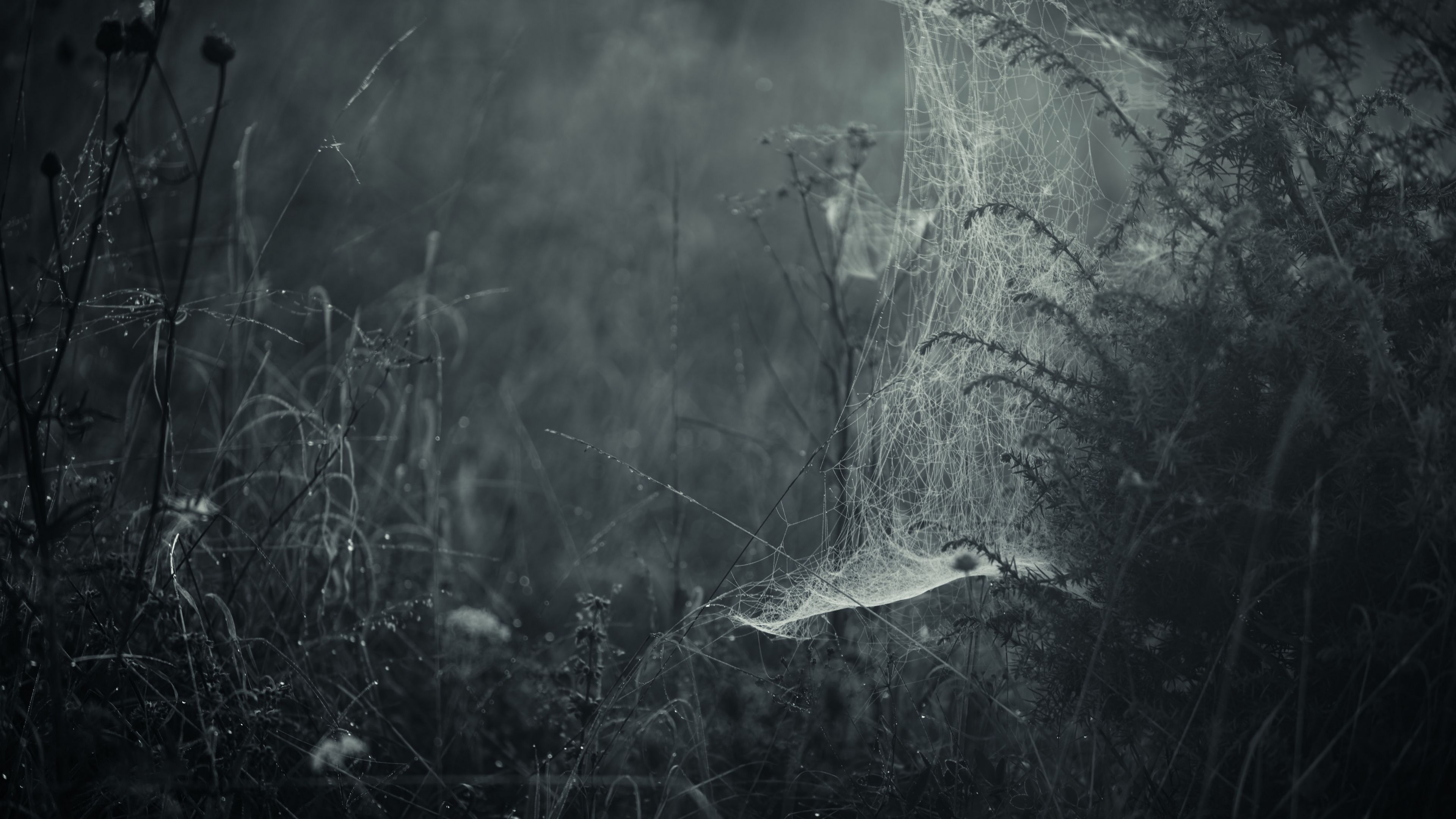 spiderweb, fog, bw, weaving, grass, 4k, HD Wallpaper
