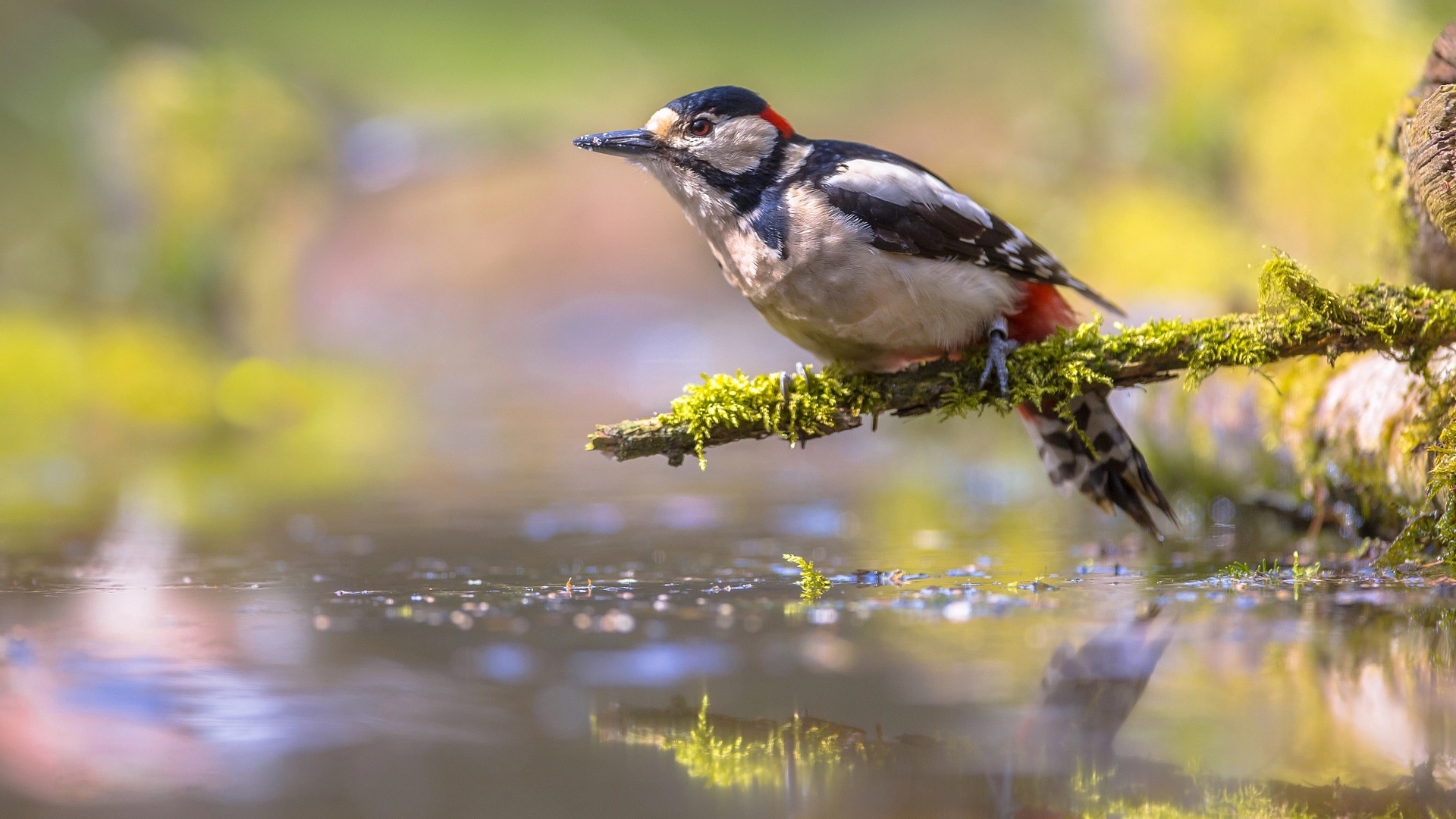 bokeh, branch, moss, bird, water, HD Wallpaper