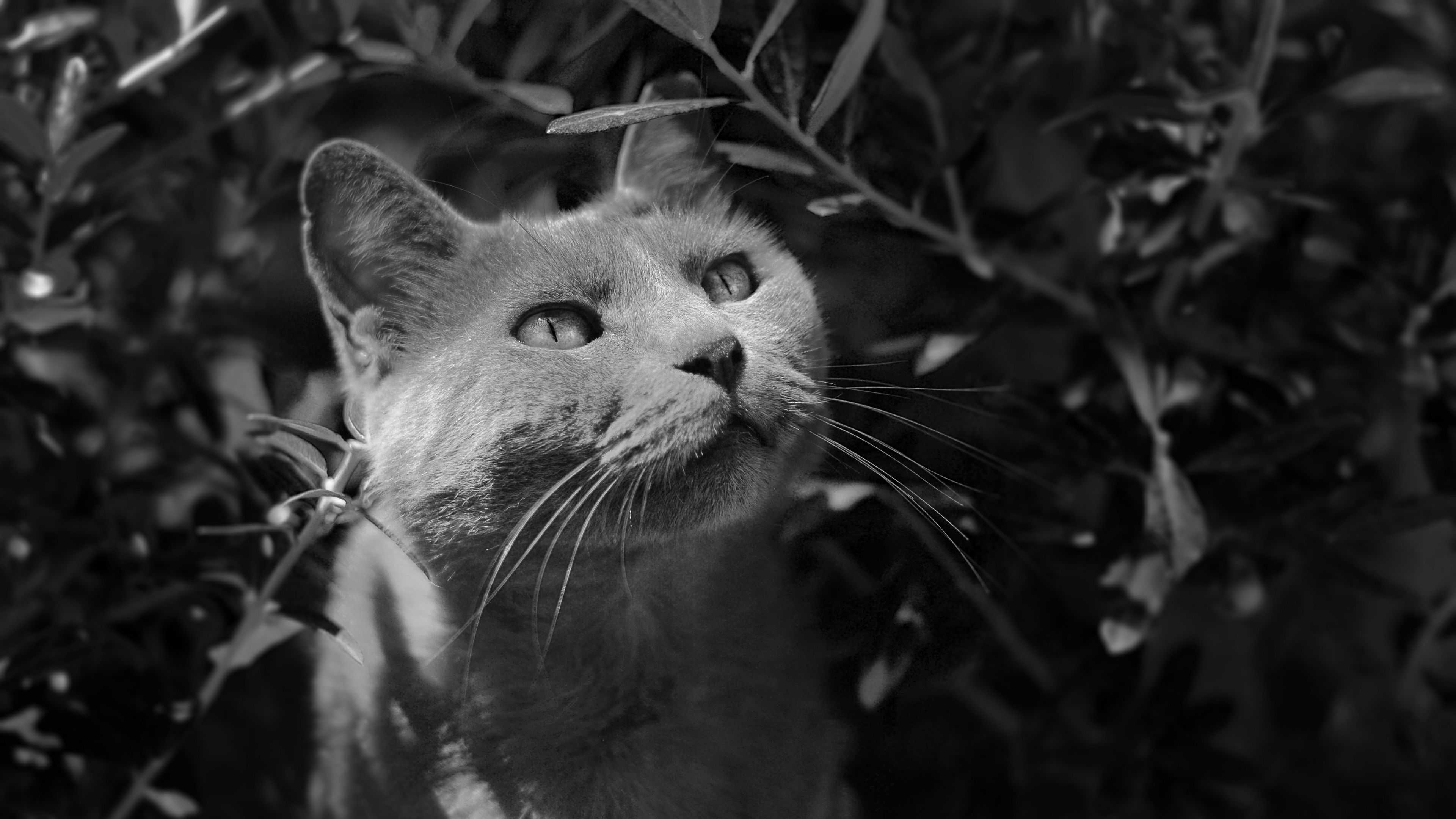 cat, muzzle, bw, gray, 4k, HD Wallpaper
