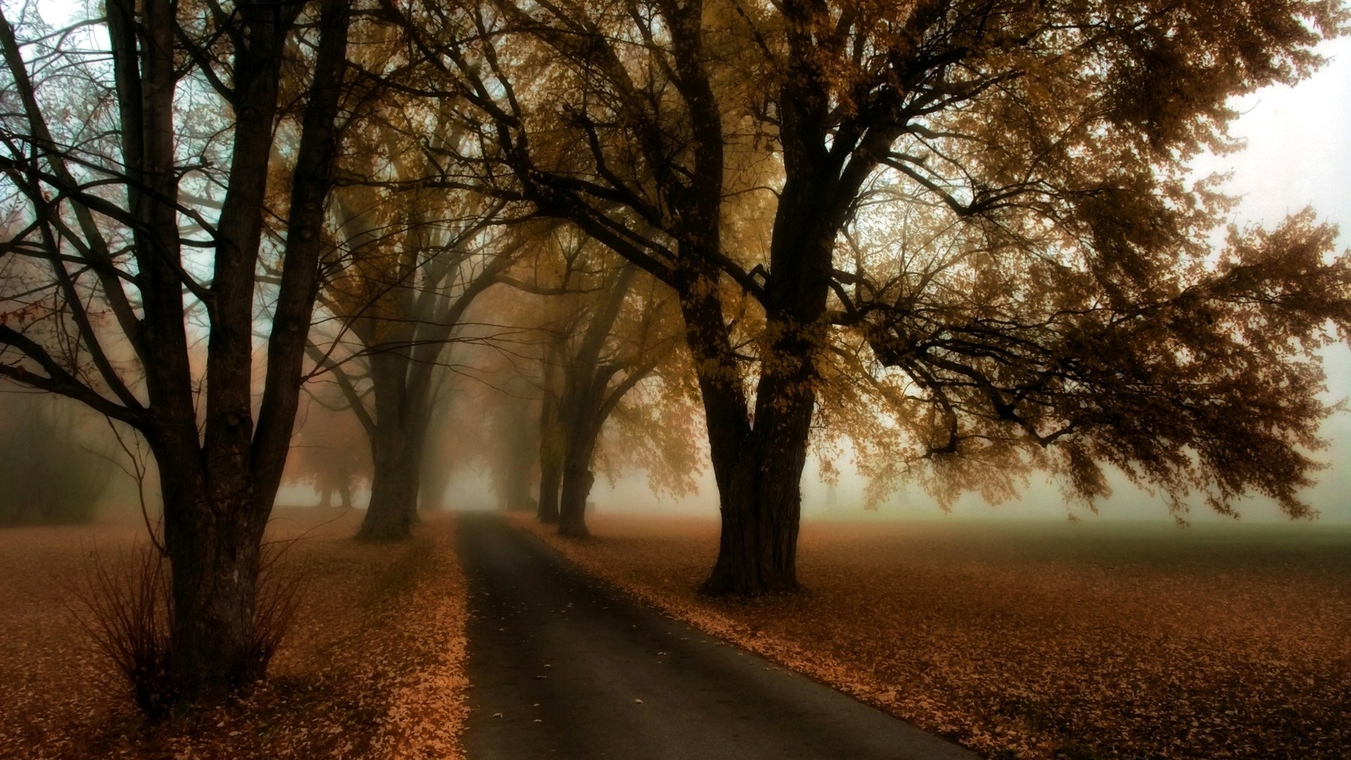 forest, tree, trees, autumn, HD Wallpaper