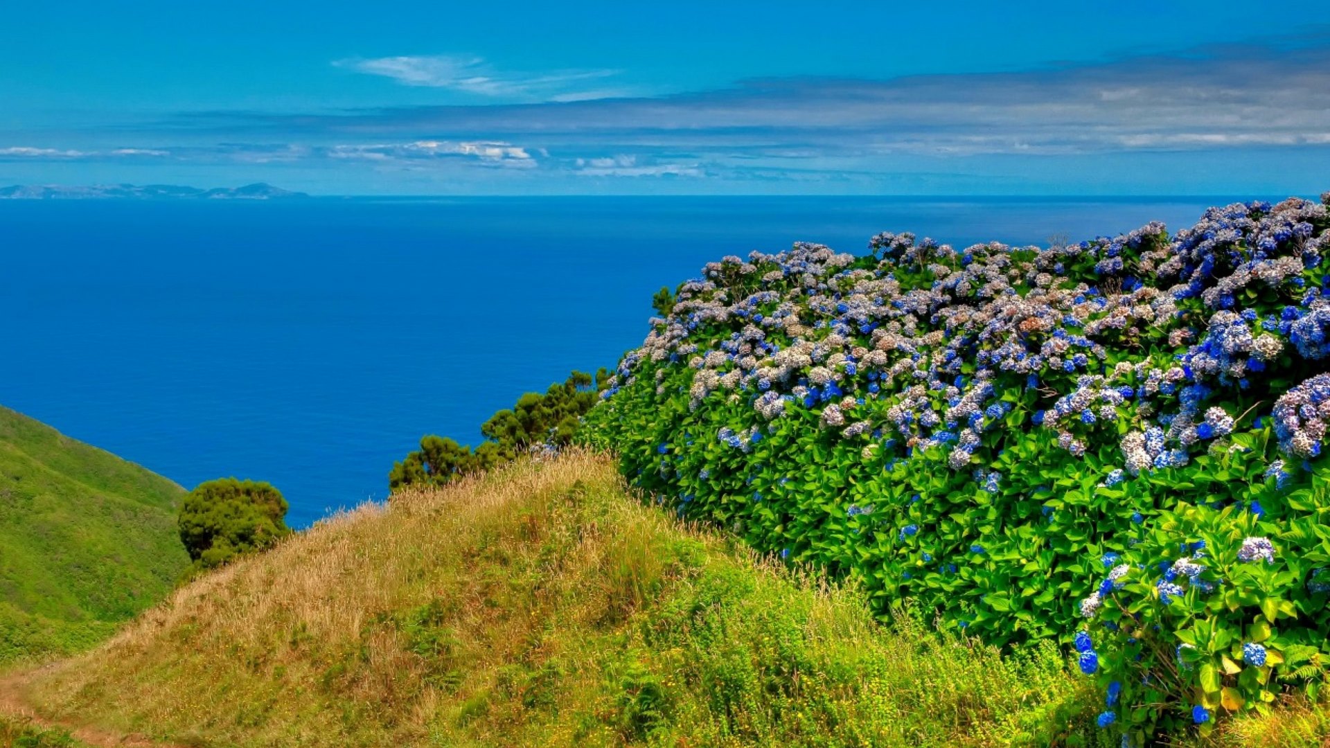 photo, hydrangea, lovely, view, grass, sky, sea, flowers, horizons, island, landscape, coast, blue, HD Wallpaper
