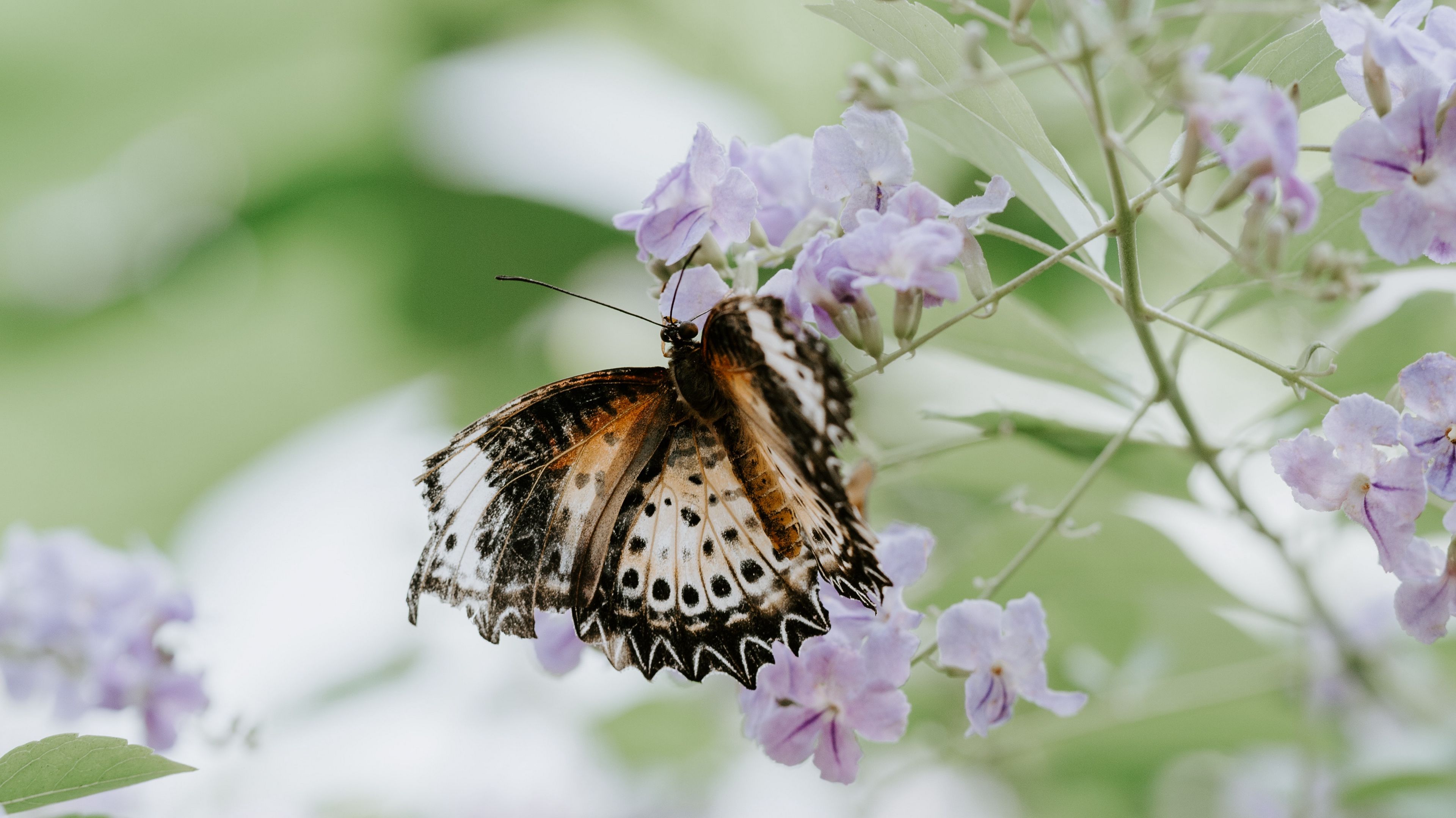 butterfly, flower, close-up, motion blur, 4k, HD Wallpaper