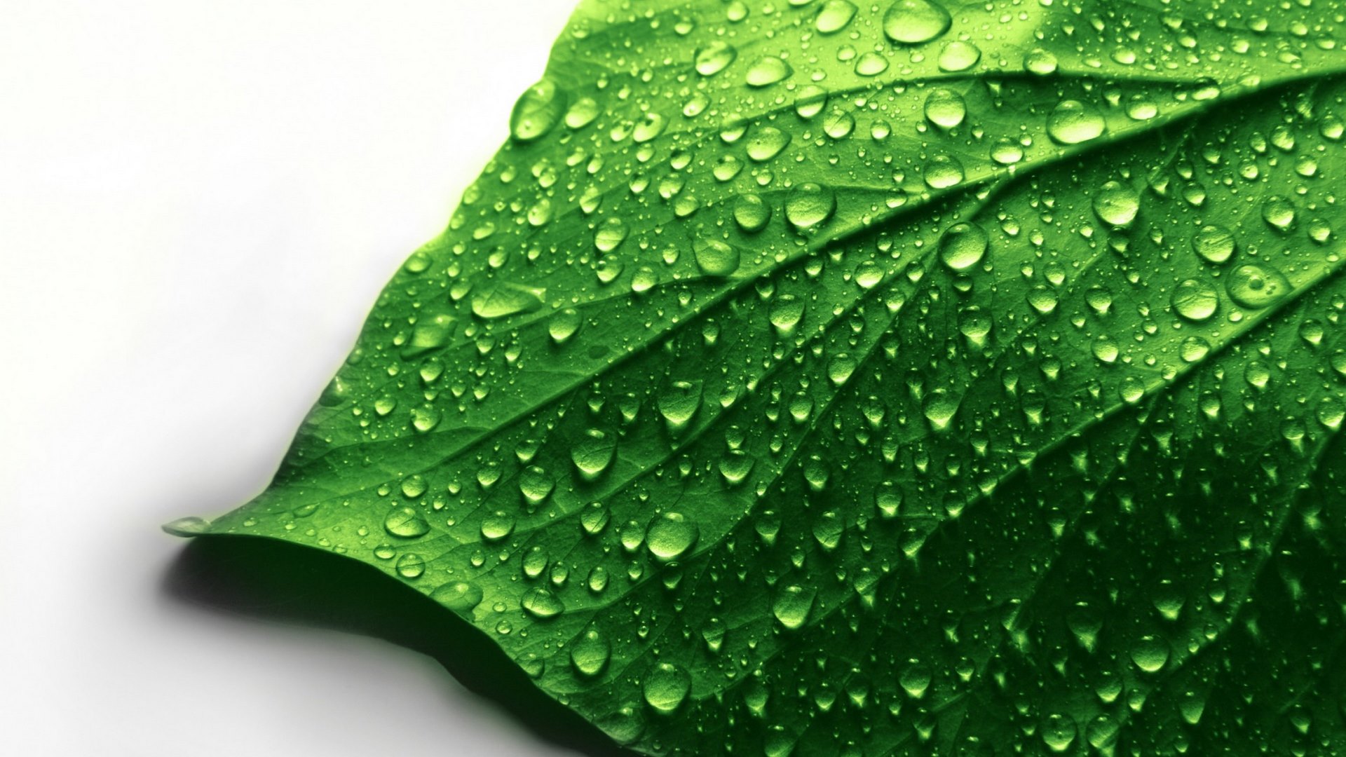 white, green, water drops, leaf, HD Wallpaper