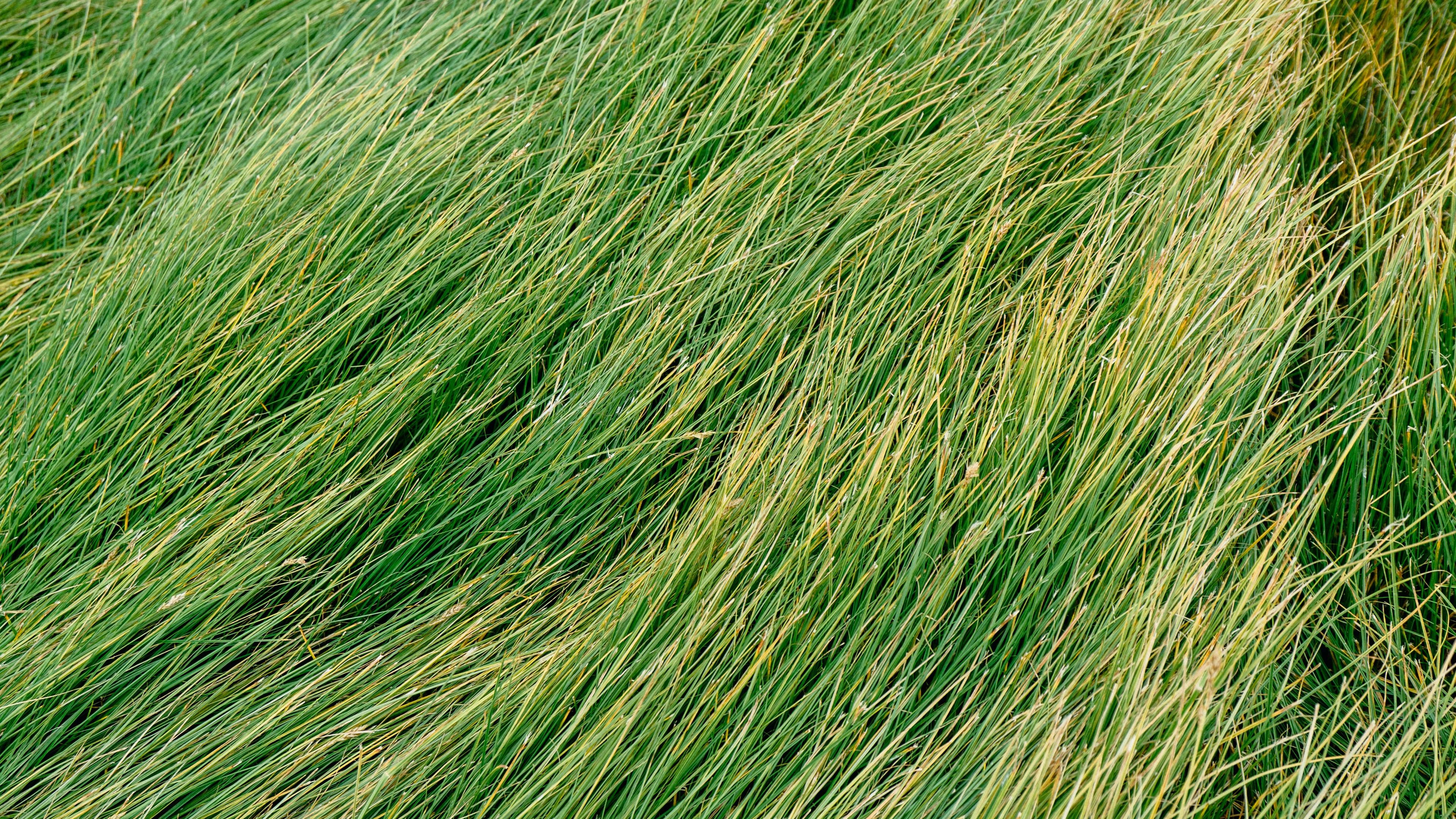 grass, green, wind, 4k, HD Wallpaper