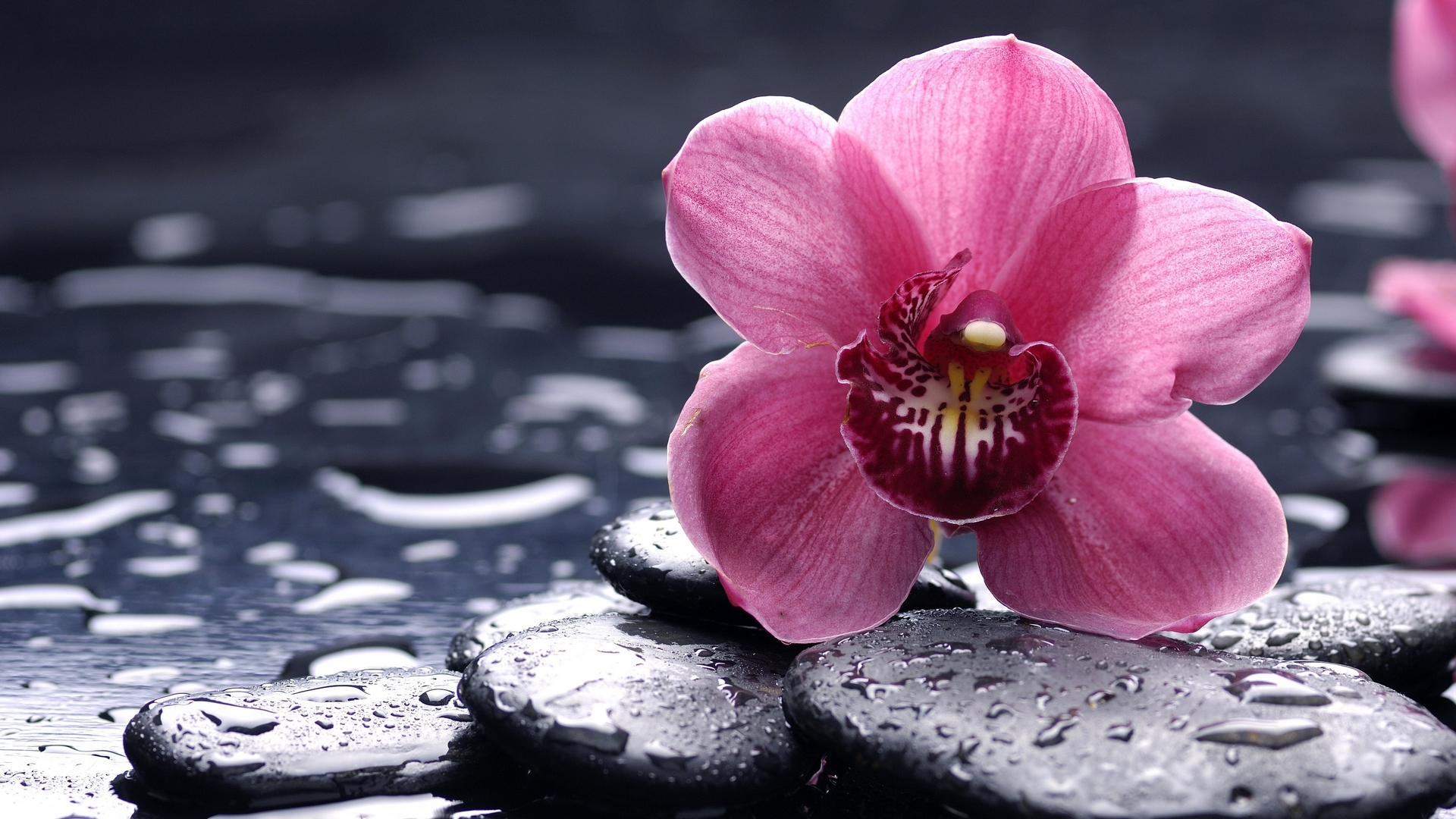 moist, rocks, wet, grey, flower, pink, delicate, elegant, charcoal grey, HD Wallpaper