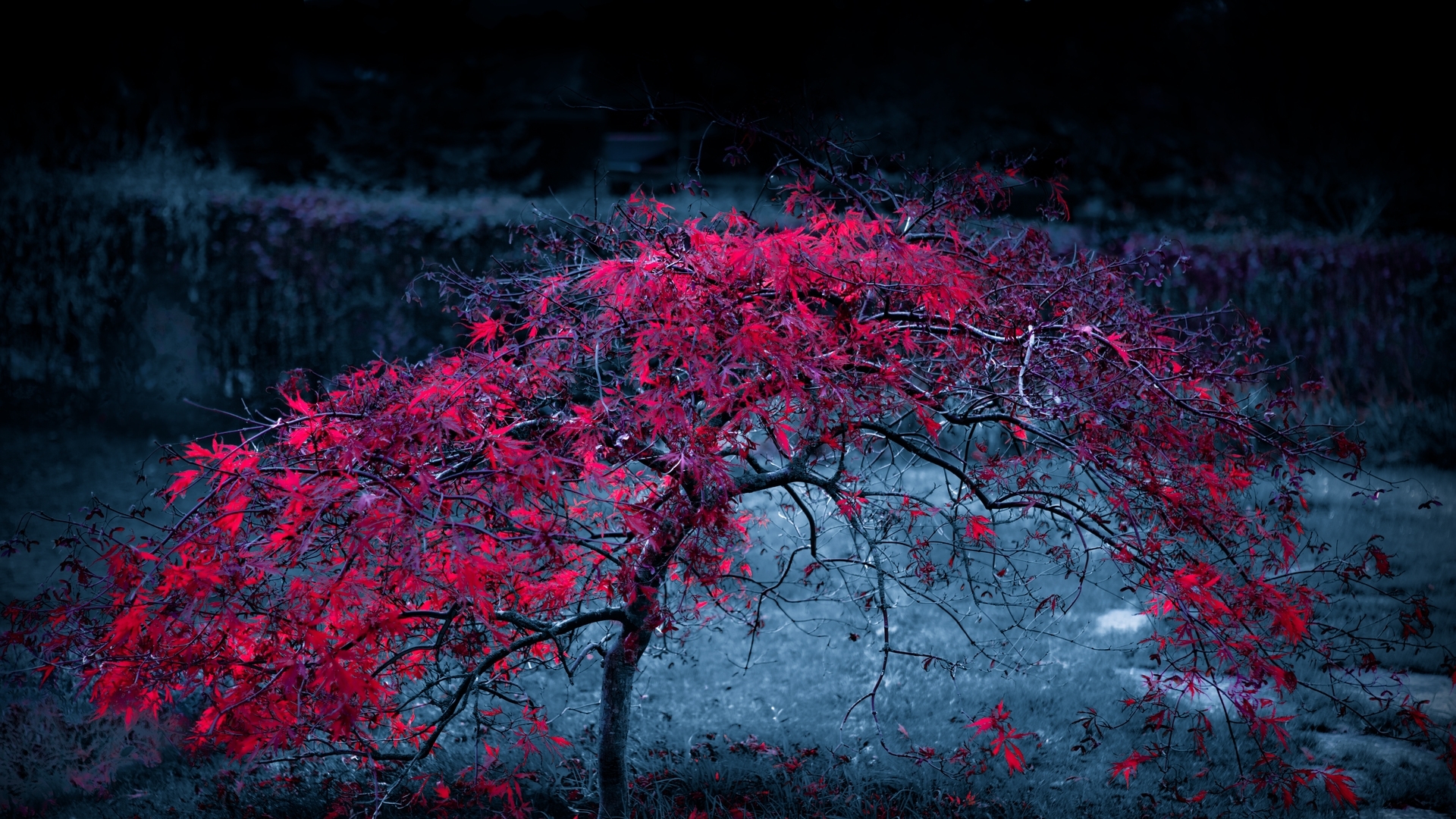 autum, digital, photo, tree, HD Wallpaper