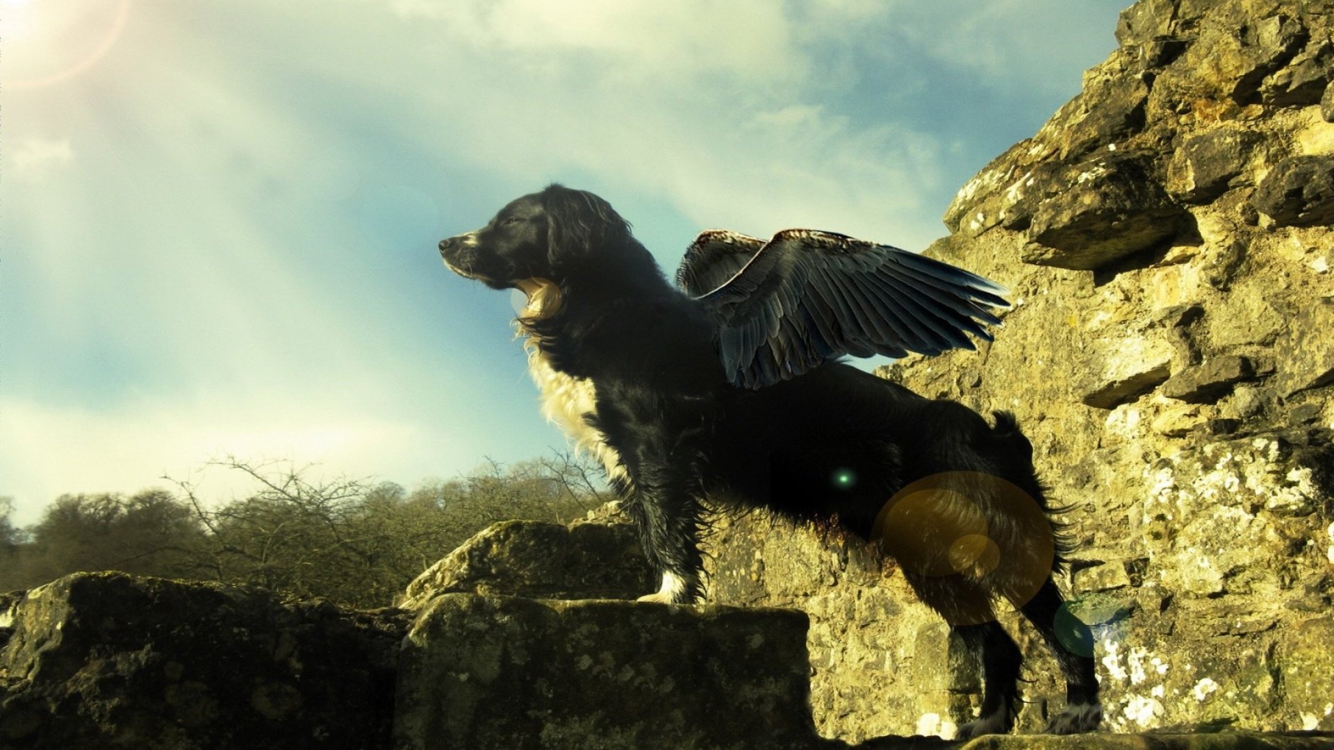 fantasy, wings, dogs, animal, HD Wallpaper