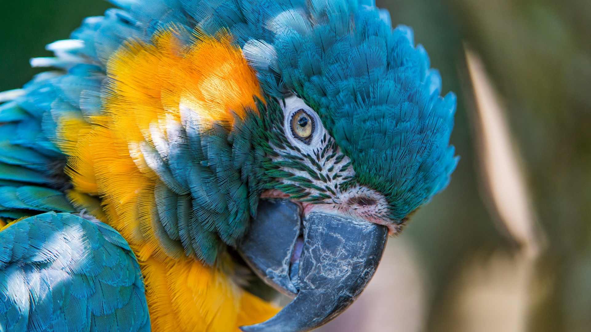 macaw, bird, 2017, yellow, blue, HD Wallpaper
