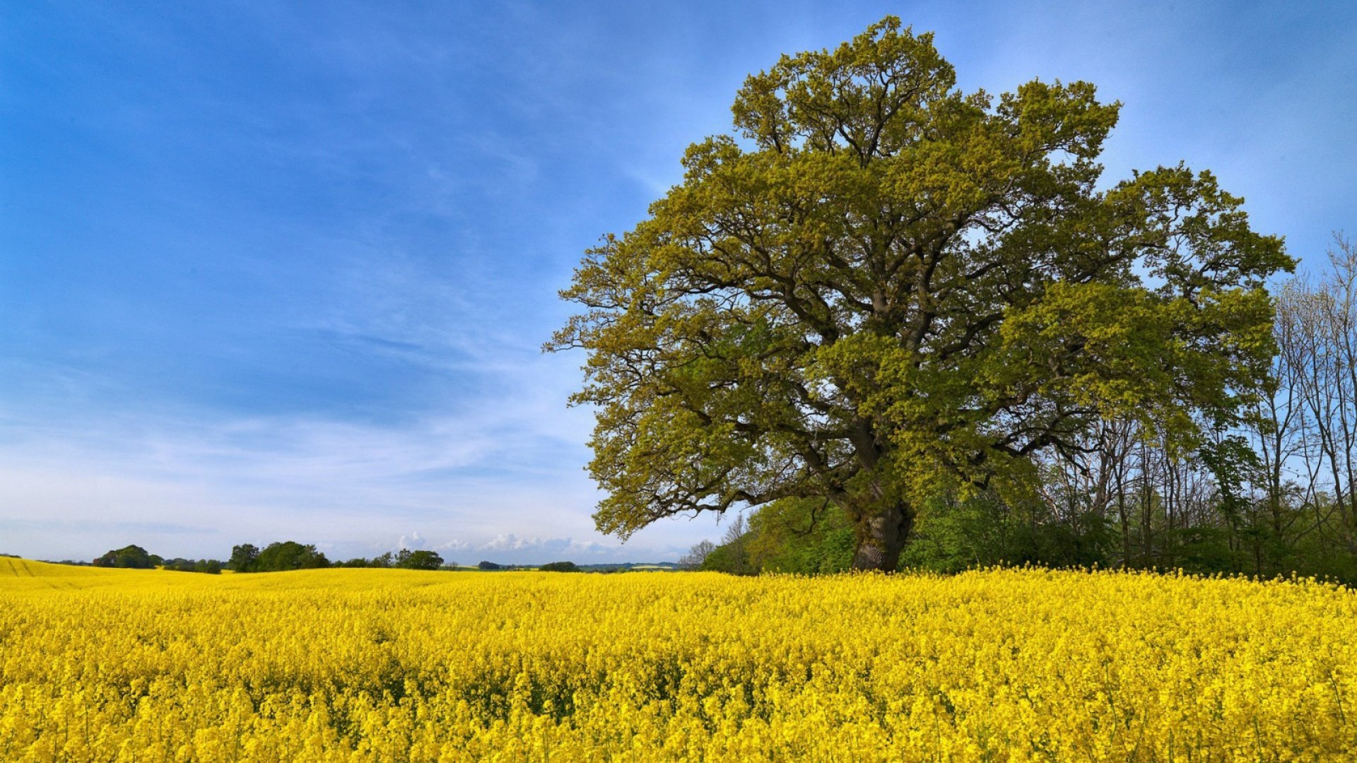 tree, nature, sky, field, HD Wallpaper