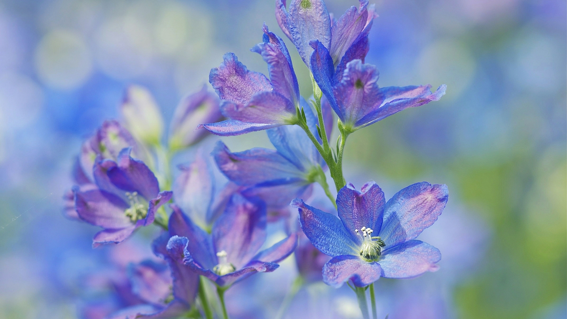 pretty, flowers, petals, white, HD Wallpaper