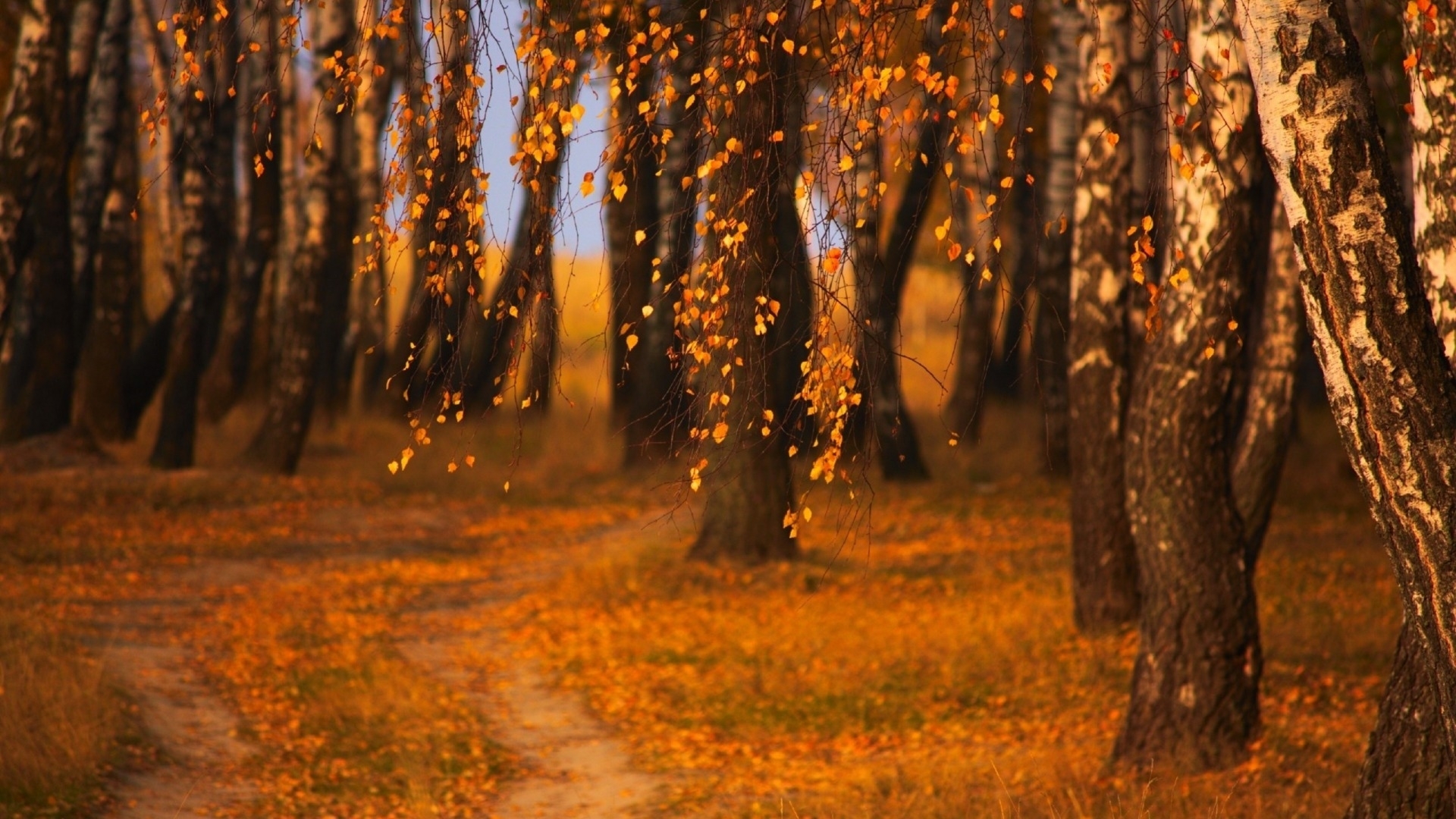 autumn, nature, leaves, trees, HD Wallpaper
