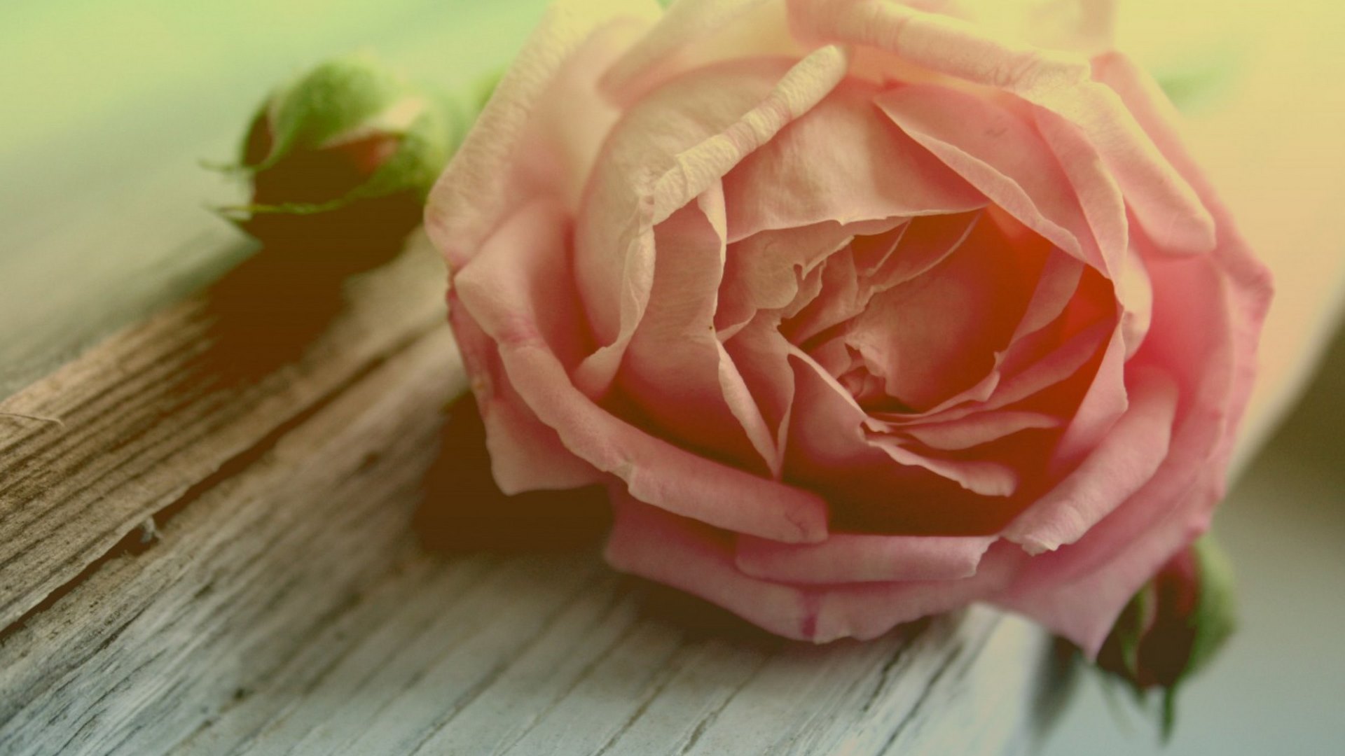nature, petal, rose, pink, HD Wallpaper