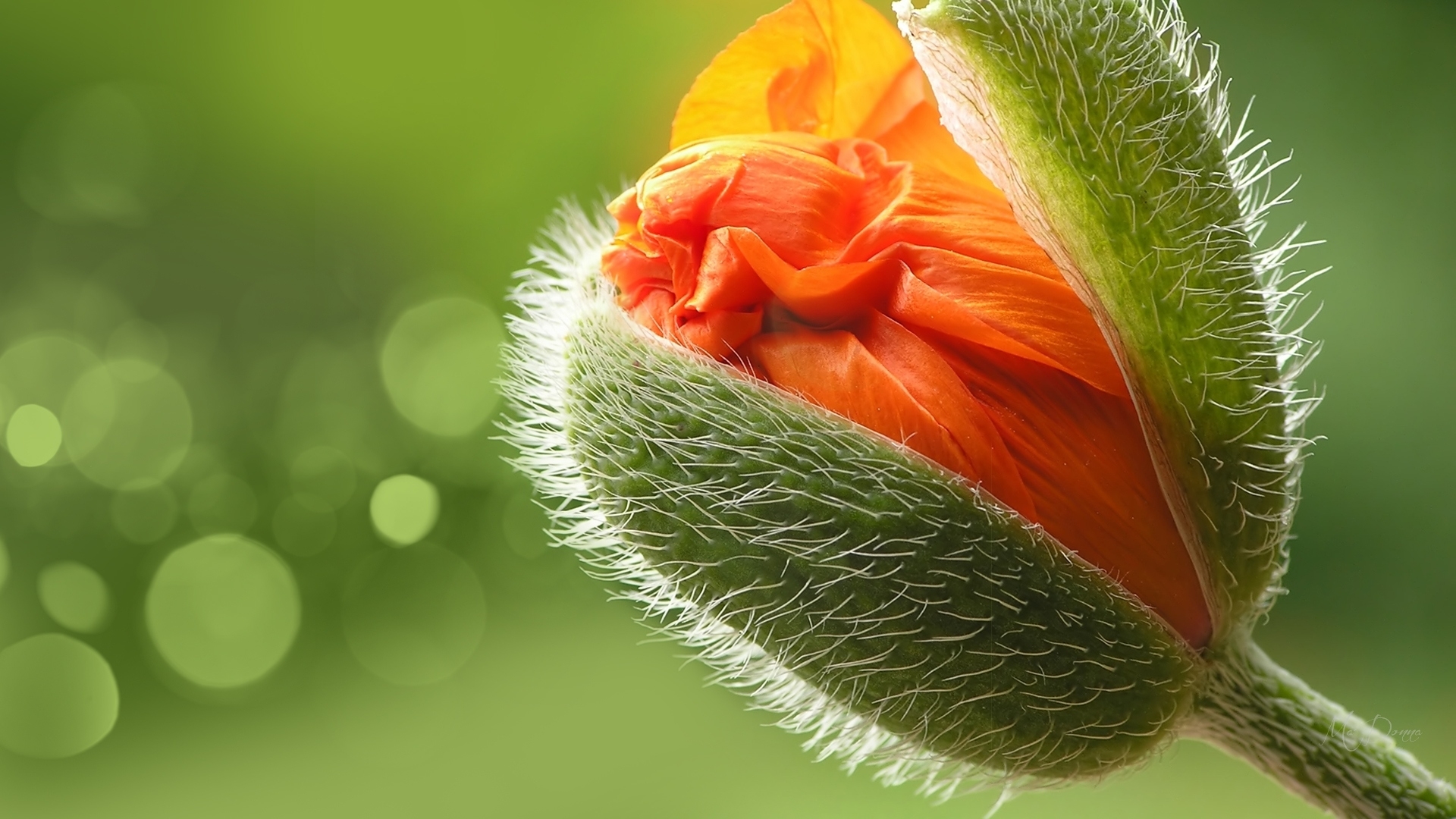 poppy, green, wildlfowers, summer, spring, bud, firefox persona theme, HD Wallpaper