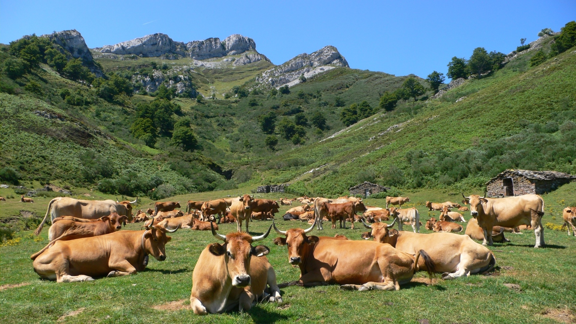 ponga, national park, cattle, spain, cows, HD Wallpaper