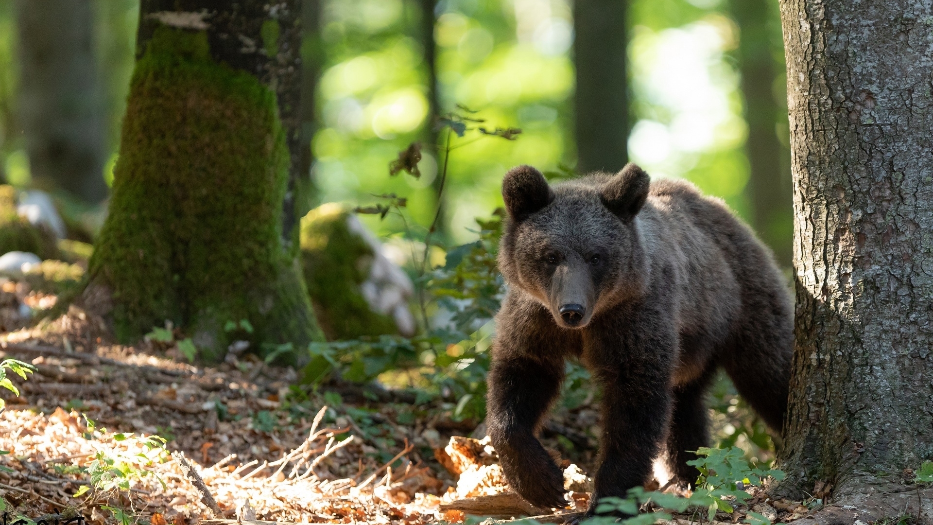 forest, bear, big, animal, HD Wallpaper