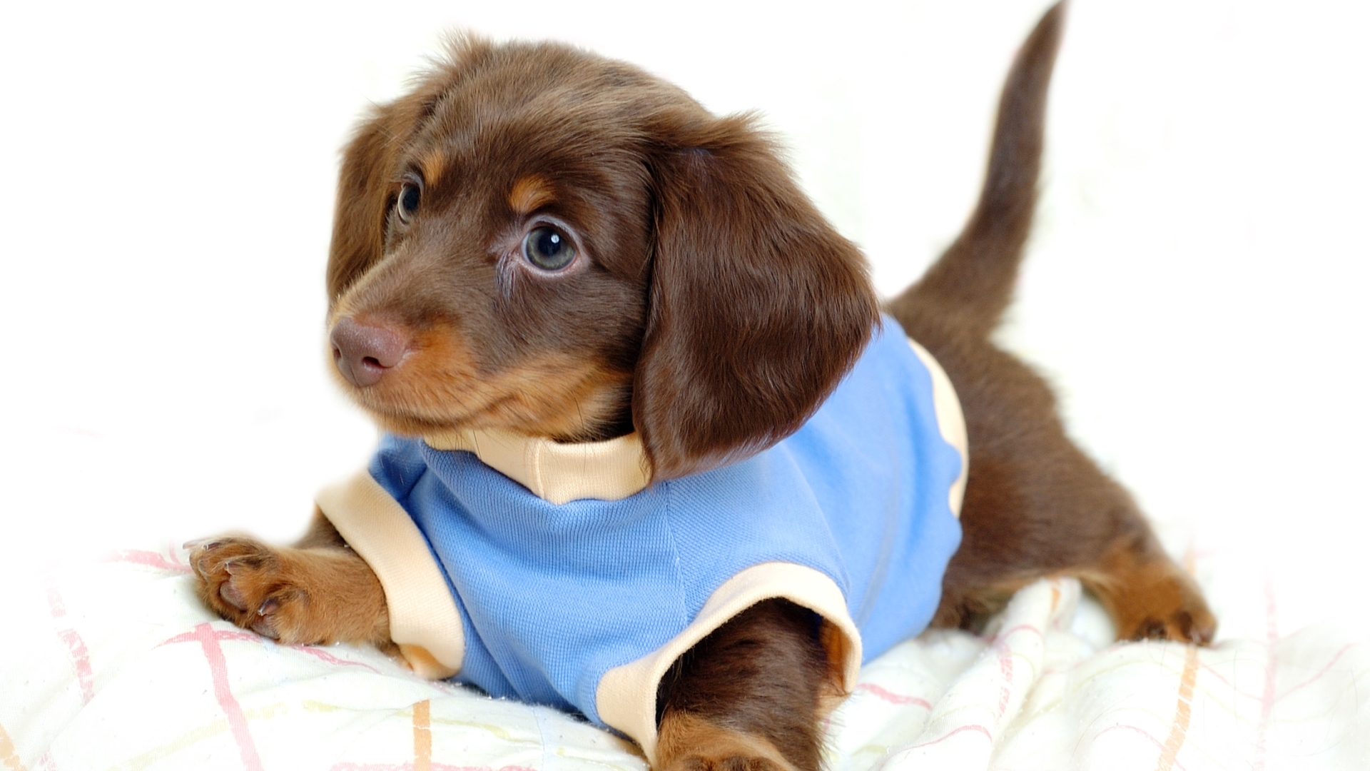 cute, animal, puppy, dog, HD Wallpaper