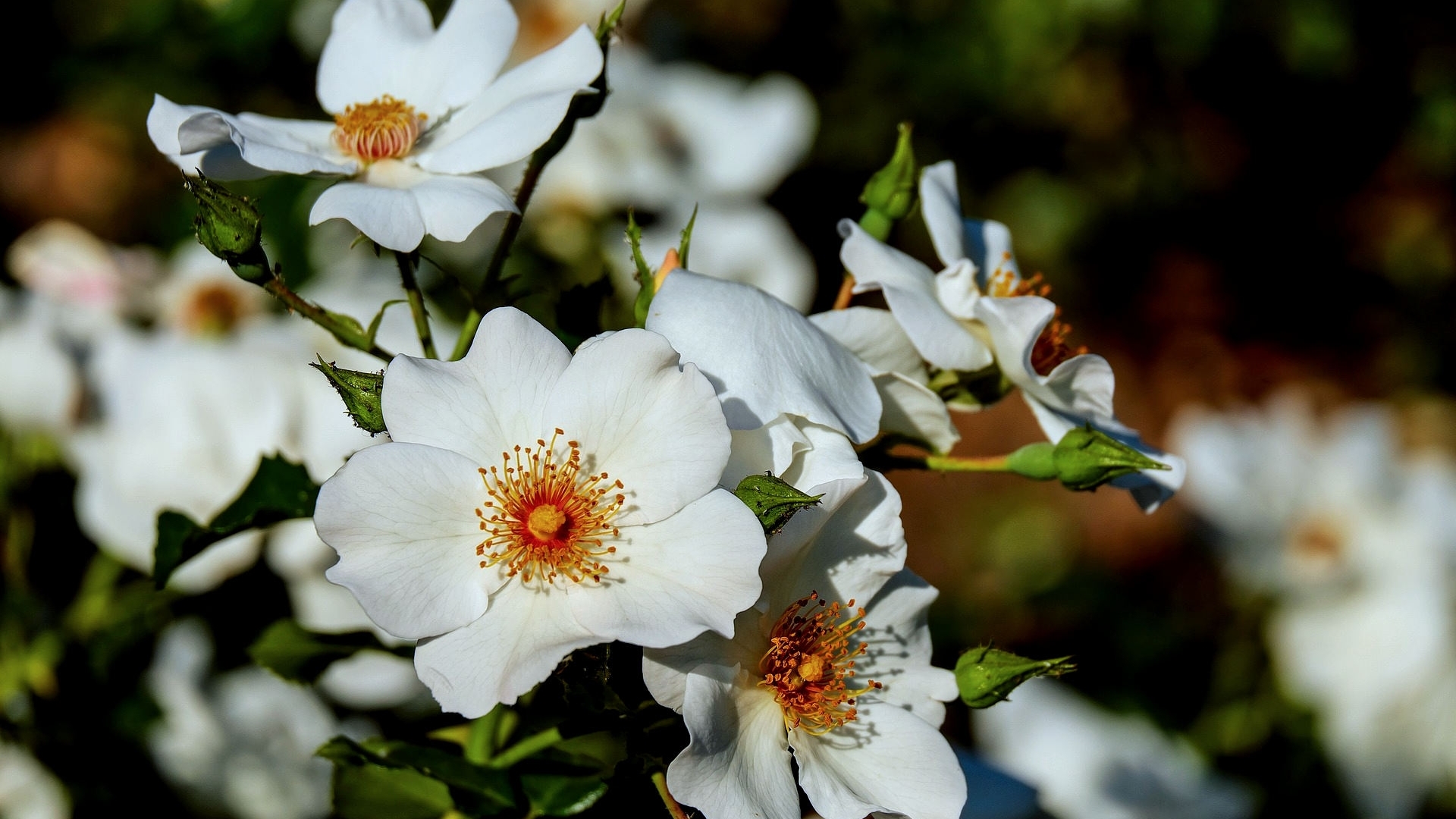 couleur, meadow wild rose, flowers, spring bloom flowers, white, meadow flowers plus, multicolor flowers, summer bloom flowers, HD Wallpaper