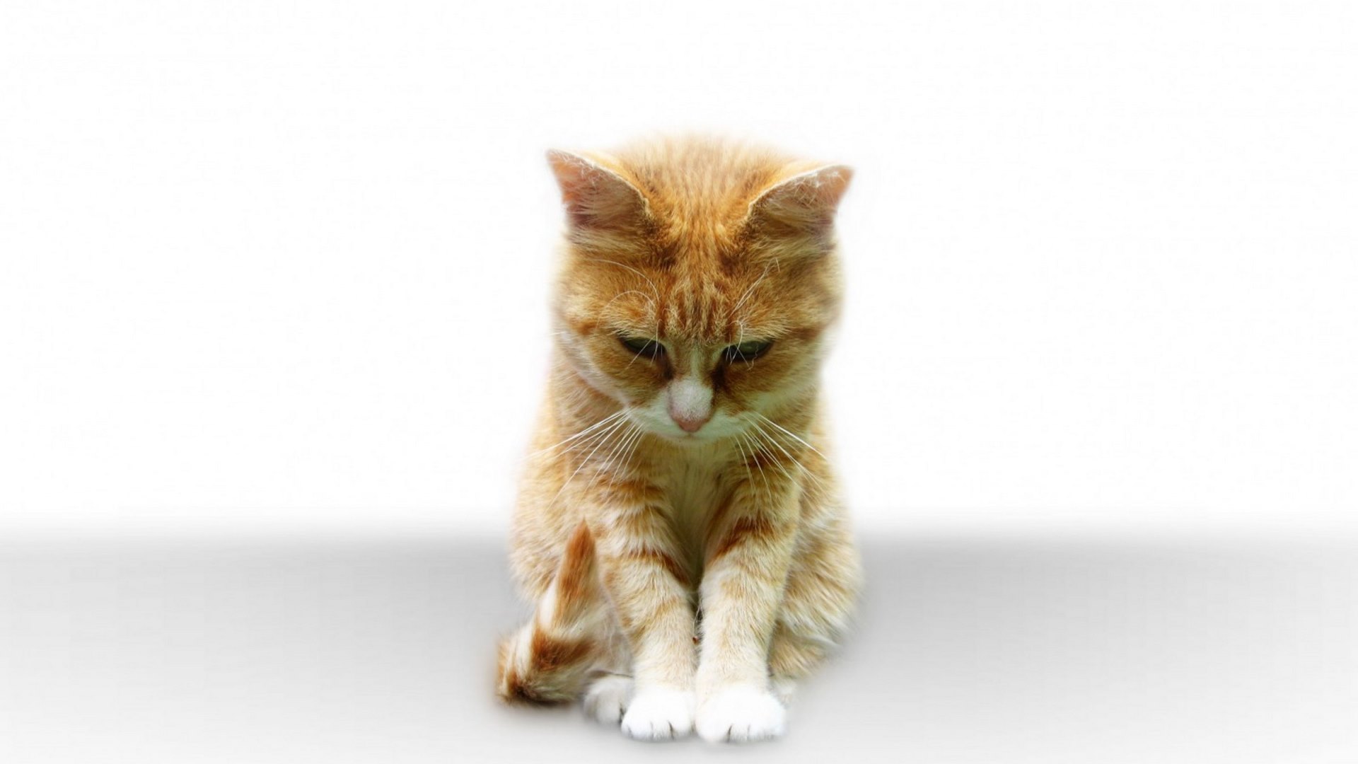 pet, cat, kitten, animal, HD Wallpaper