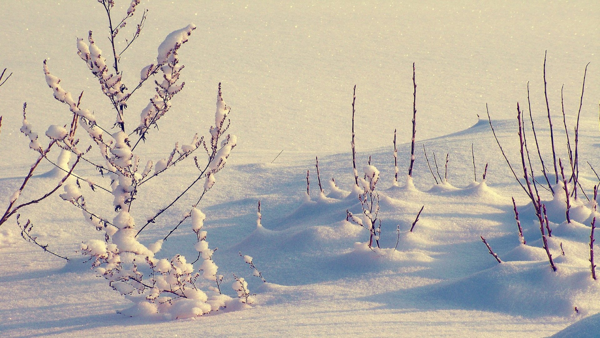 nature, glowing, snow, winter, HD Wallpaper