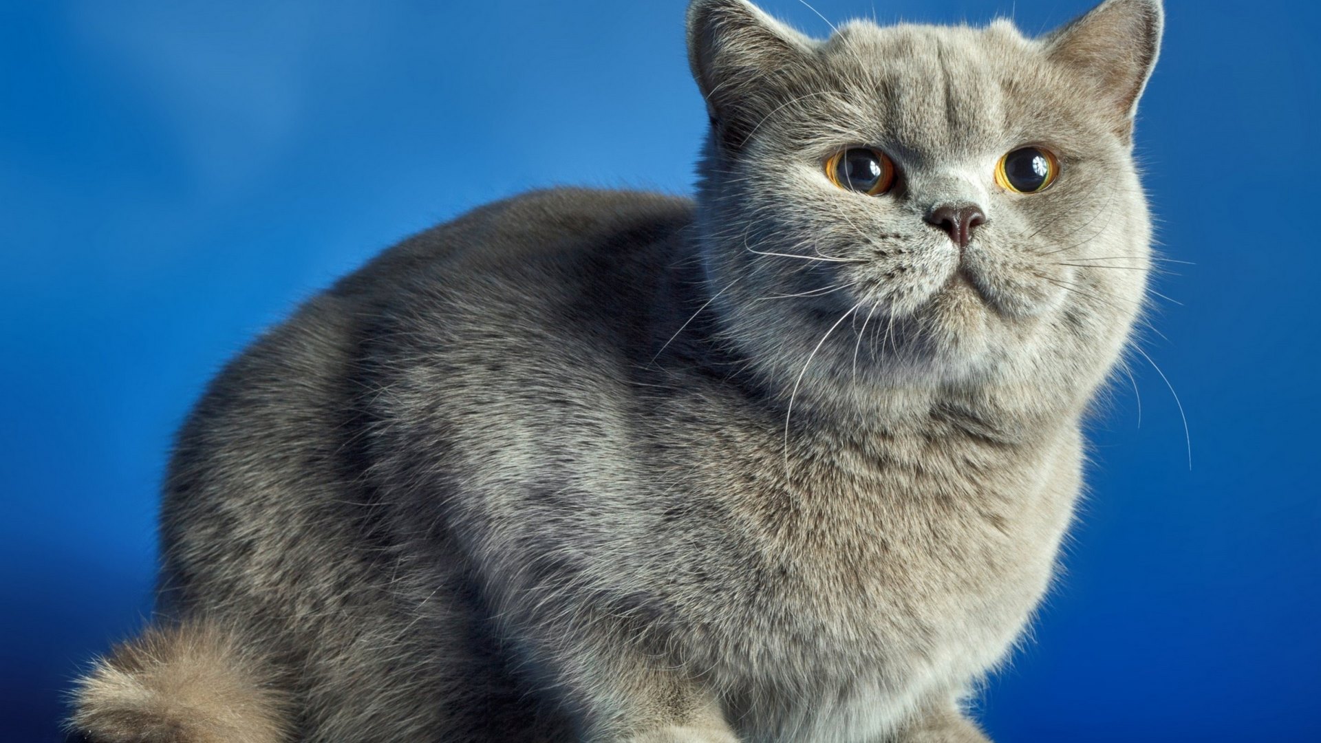cat, cats, animals, animal, HD Wallpaper