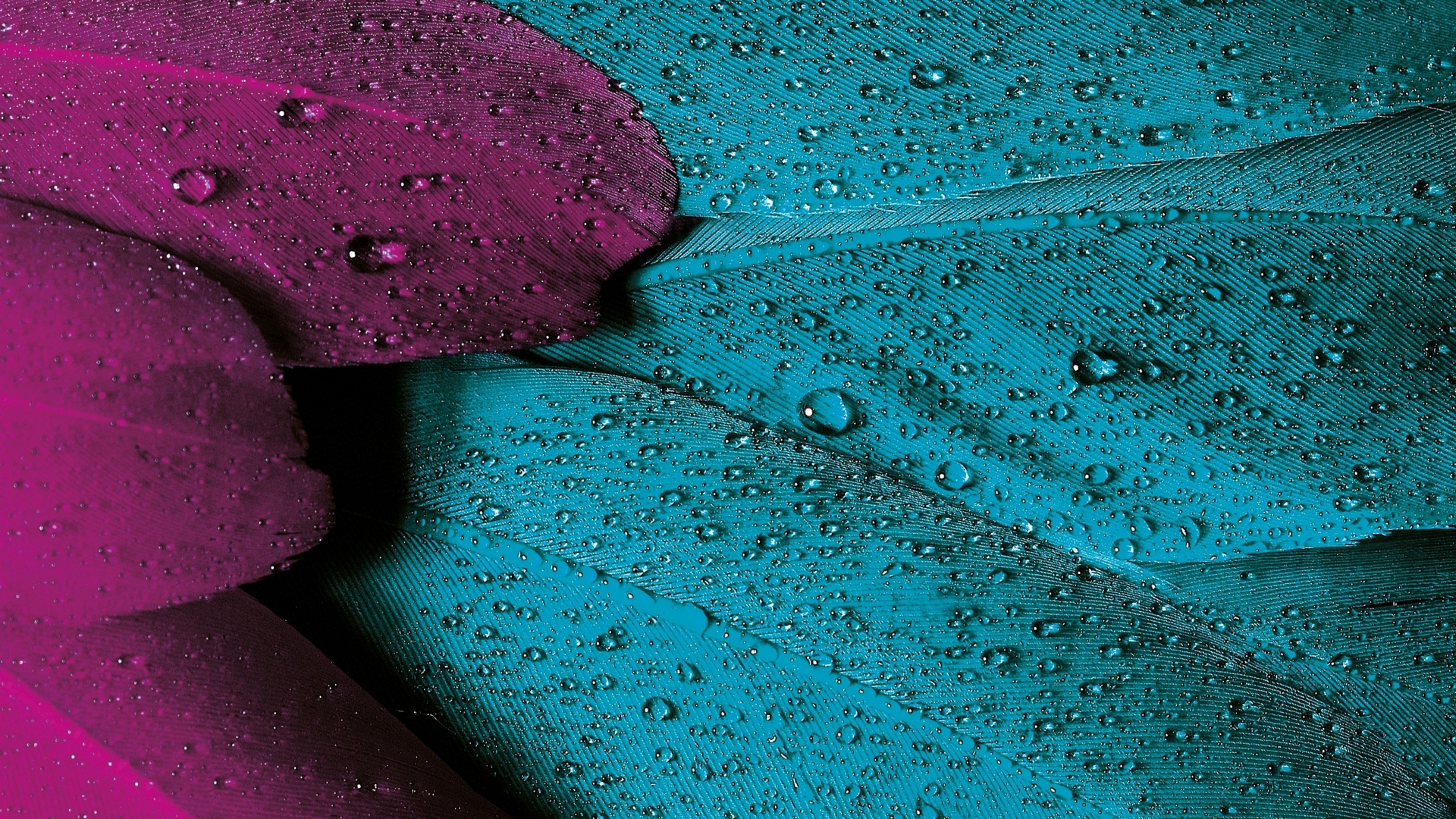 feather, water drops, texture, skin, pink, blue, HD Wallpaper