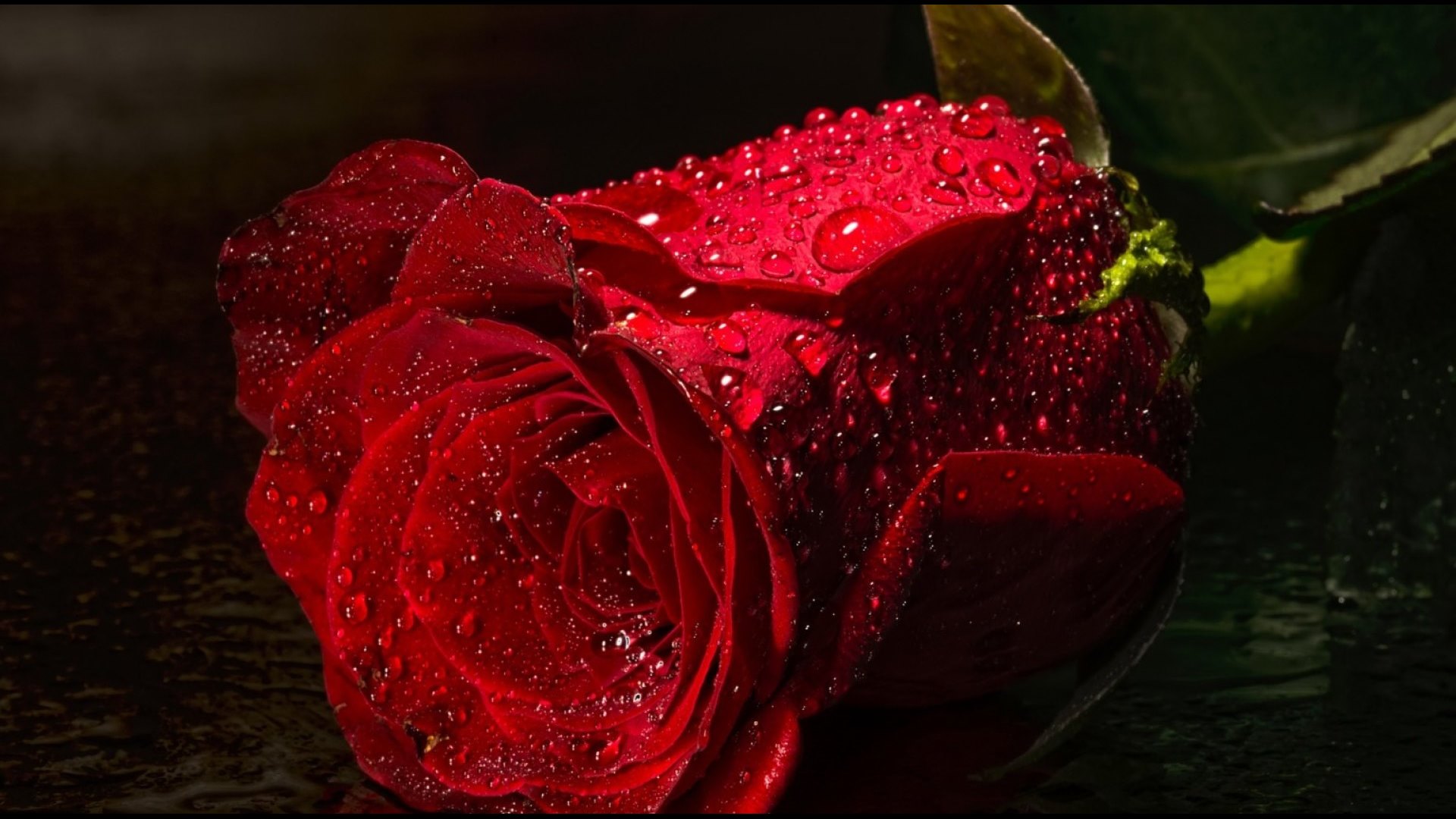 rose, mcro, flowers, petals, HD Wallpaper