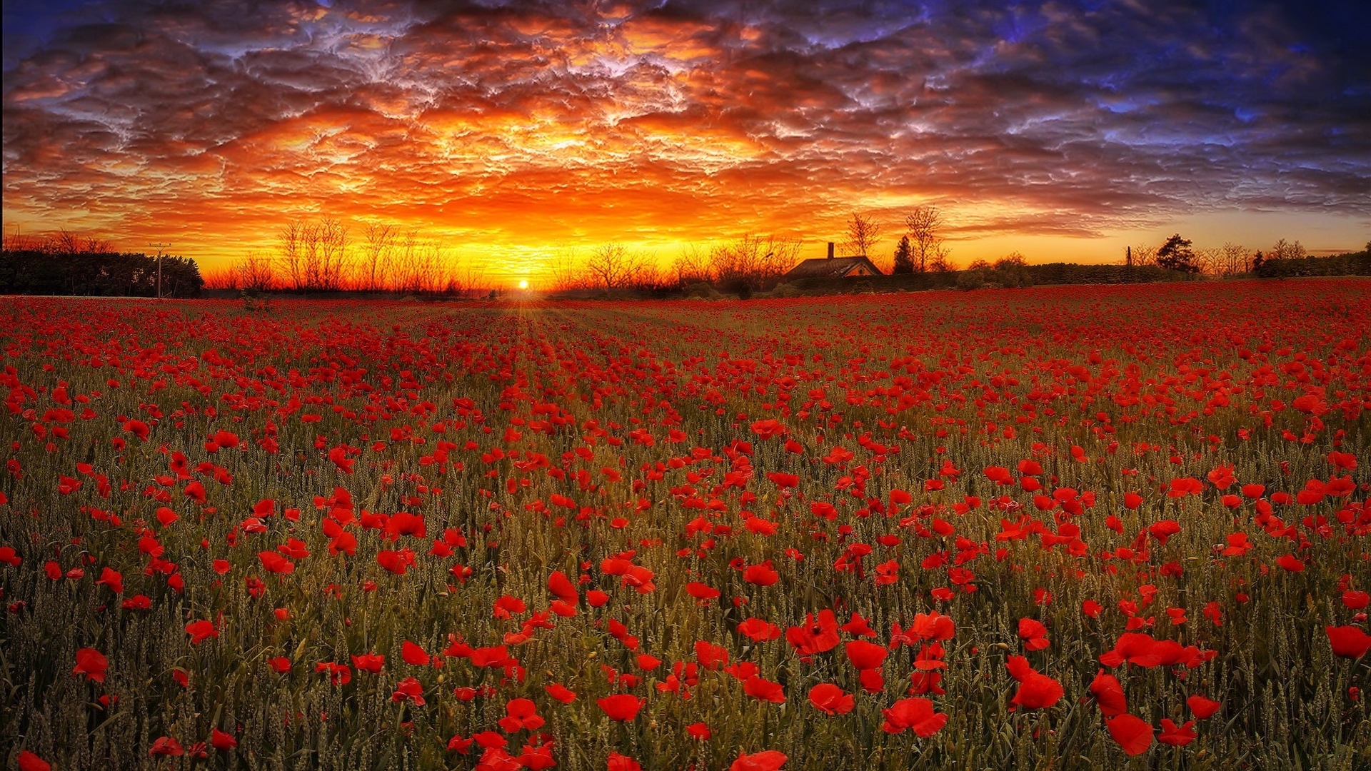 glow, poppies, beautiful, sunset, sky, rays, flowers, colorfuul, field, HD Wallpaper