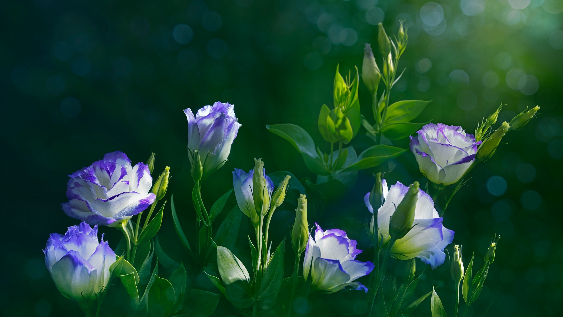 green, bokeh, eustoma, art, leaves, flowers, HD Wallpaper