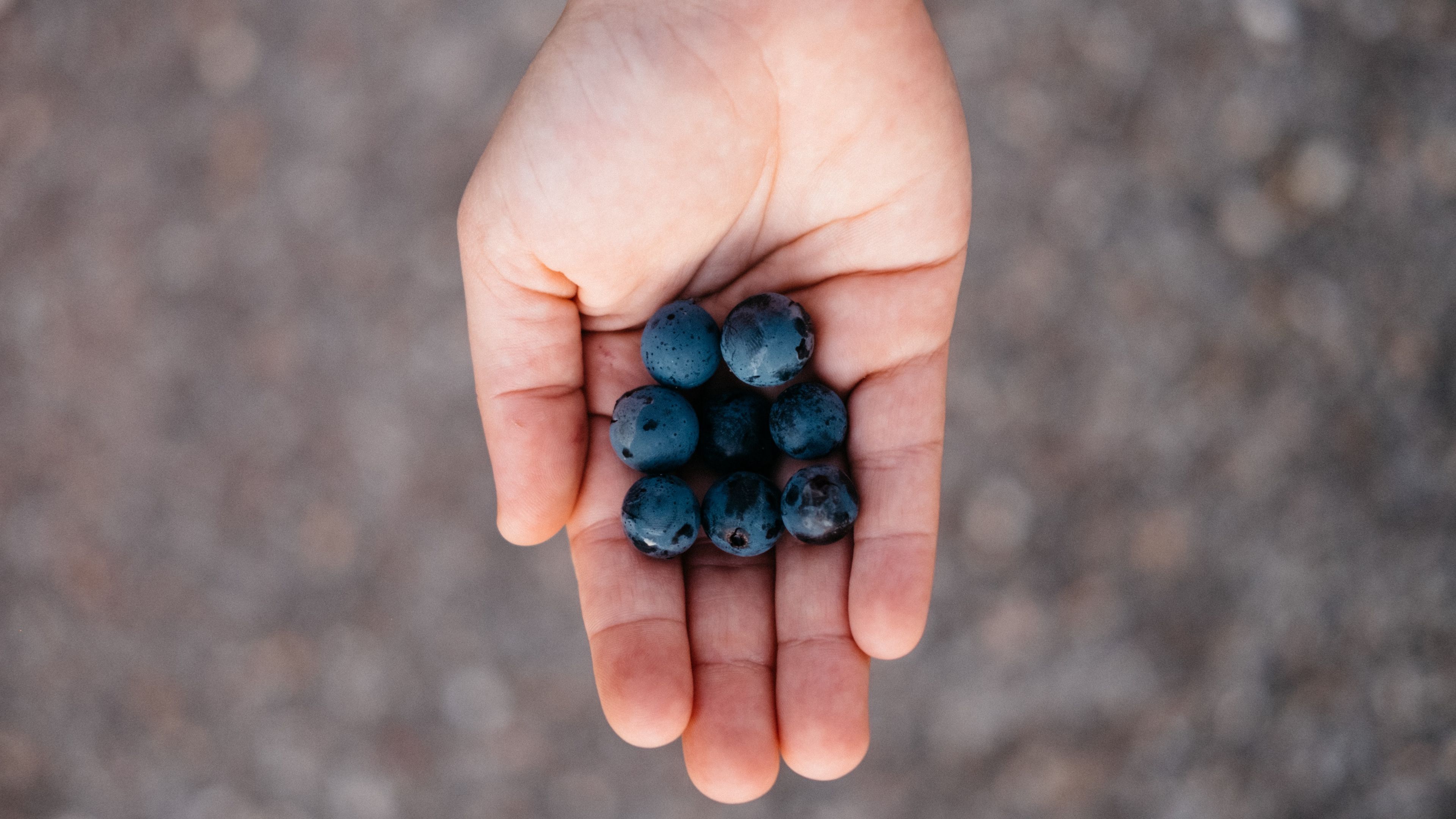 blueberries, berry, palm, 4k, HD Wallpaper