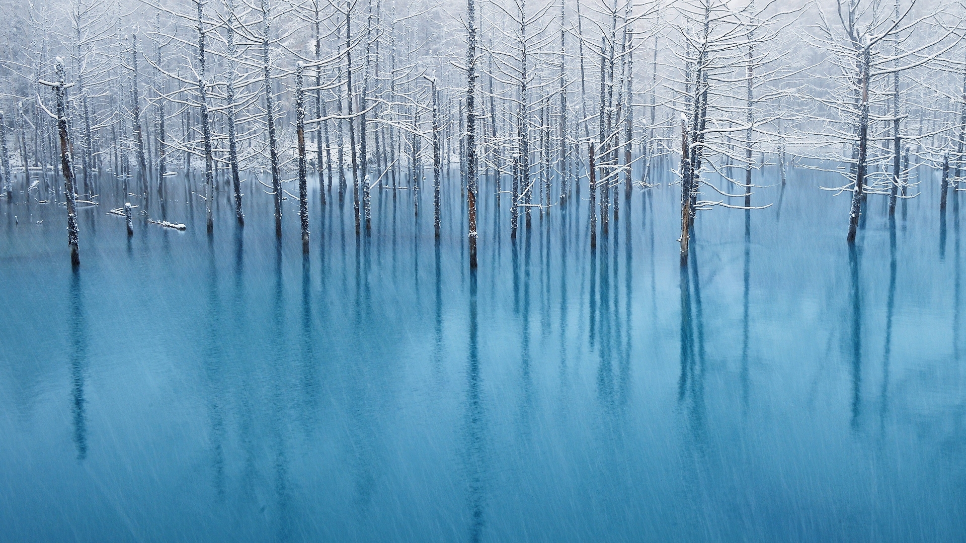 tree, snow, nature, lake, winter, HD Wallpaper