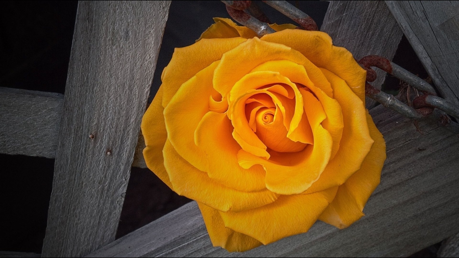 rose, background, flower, petals, bud, HD Wallpaper
