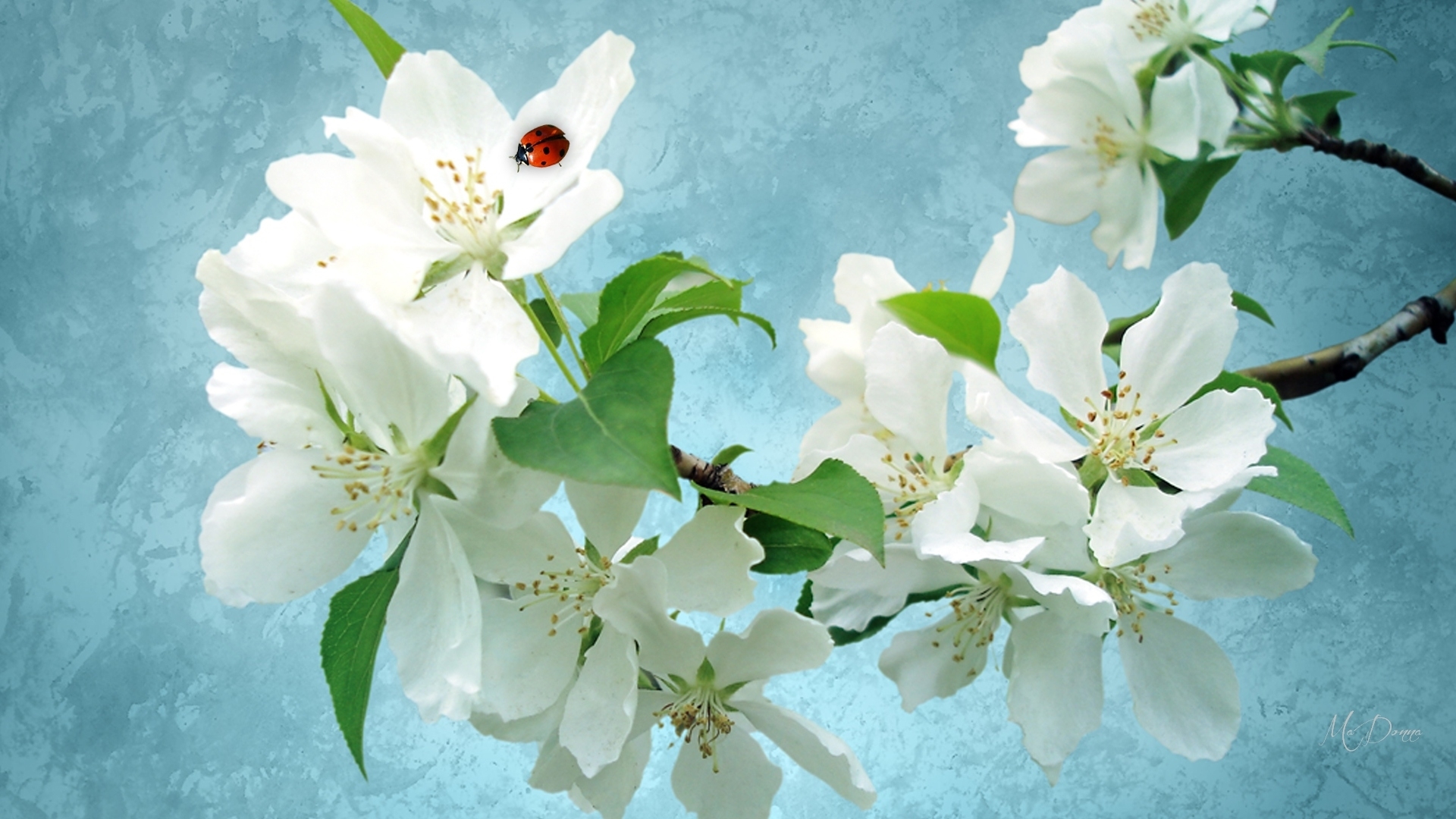 spring, sky, apple blossoms, floral, ladybug, summer, blossoms, flowers, firefox persona theme, HD Wallpaper