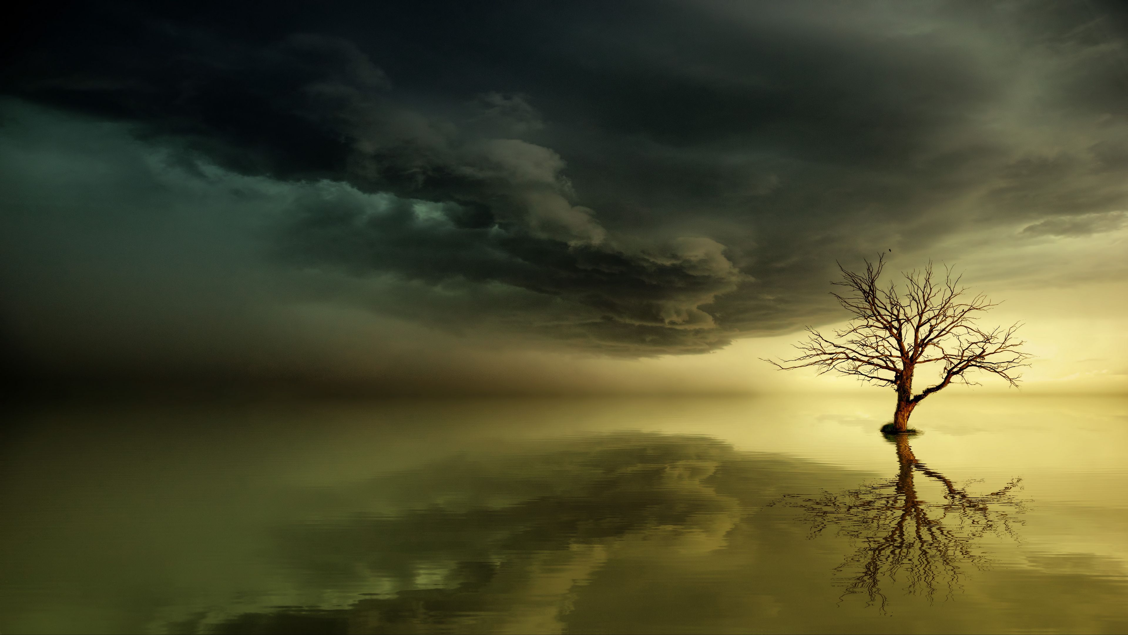 tree, lonely, reflection, horizon, 4k, HD Wallpaper