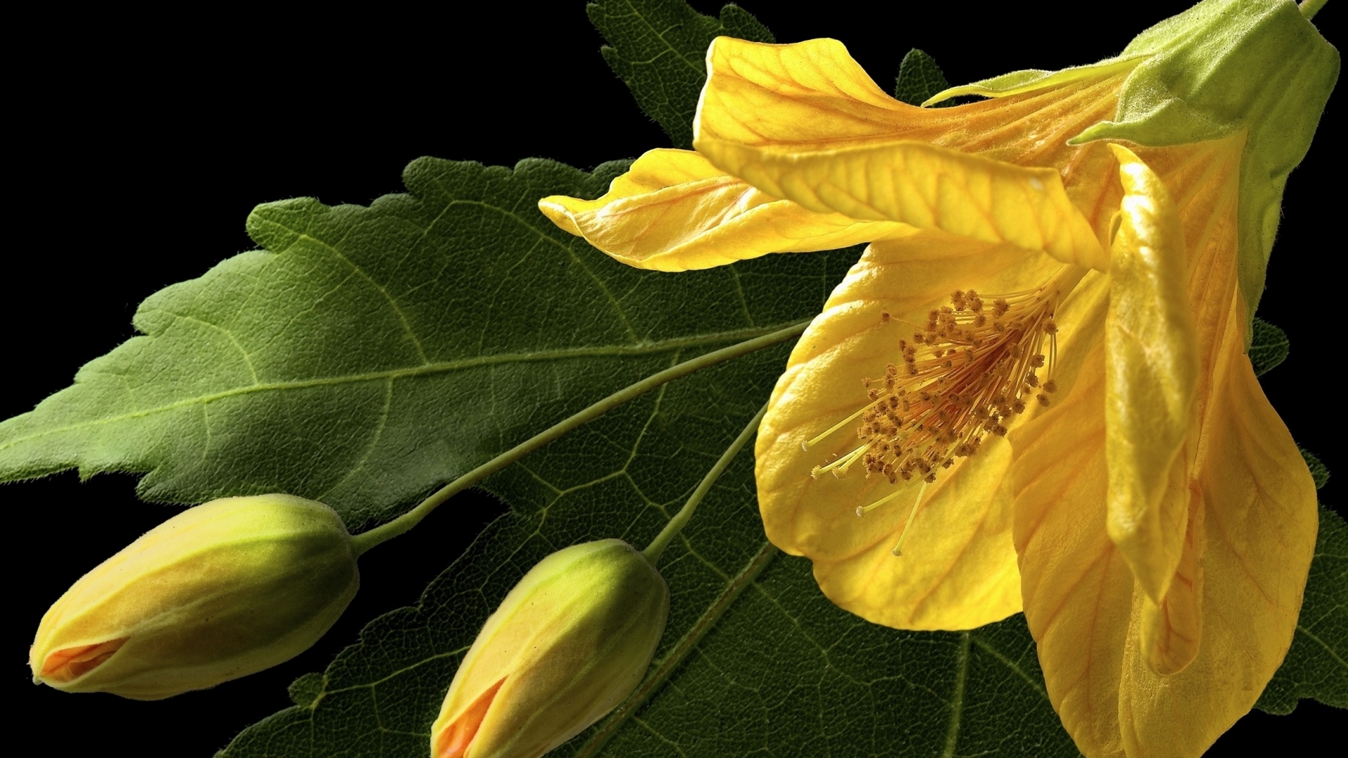 yellow, hibiscus, flowers, buds, HD Wallpaper