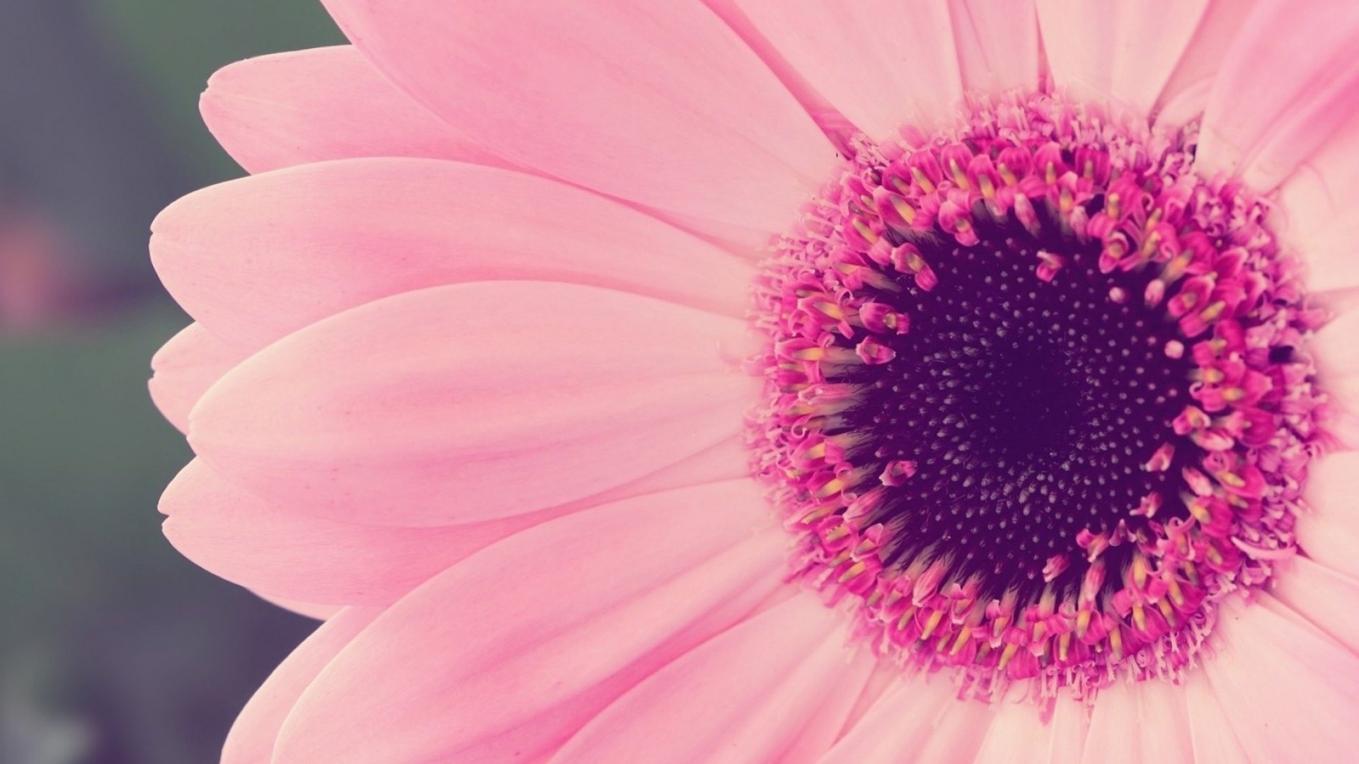flower, gerbera, pink, daisy, HD Wallpaper