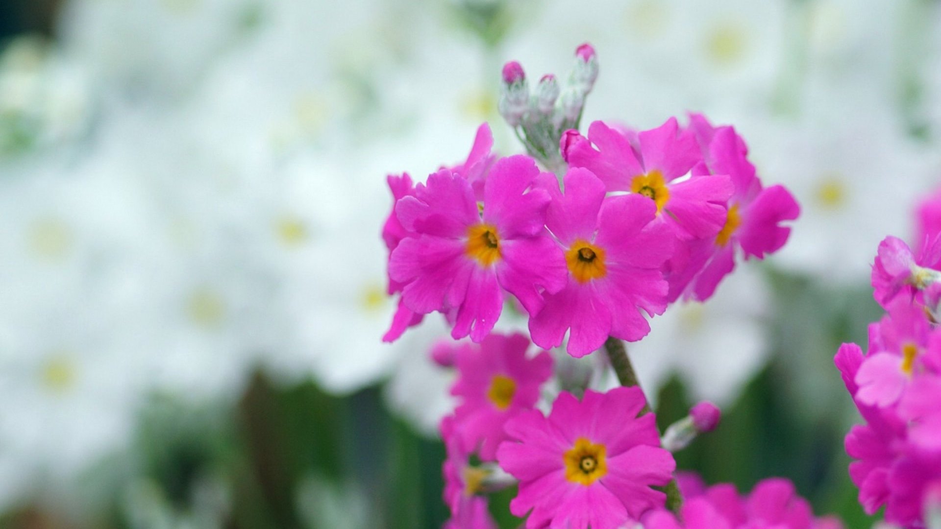 flowers, petals, nature, pink, HD Wallpaper