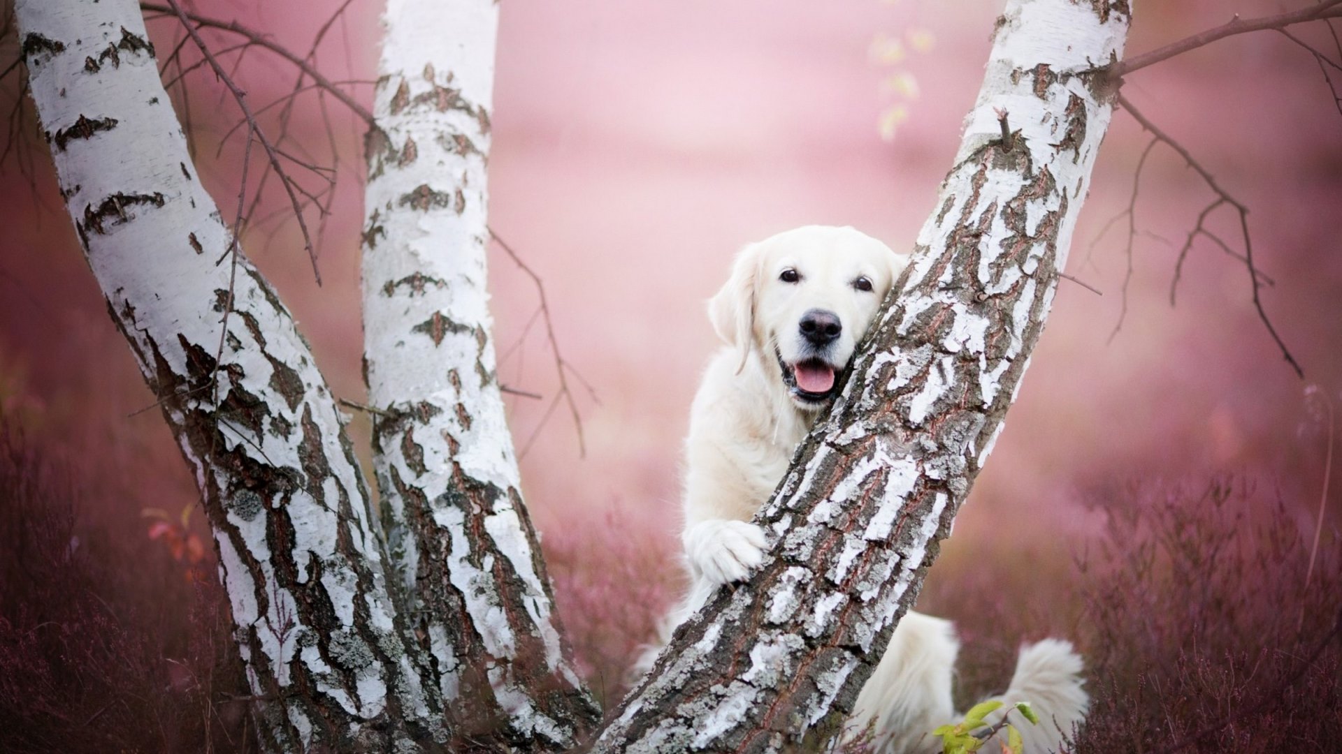caine, animal, cute, tree, flower, funny, white, pink, dog, HD Wallpaper
