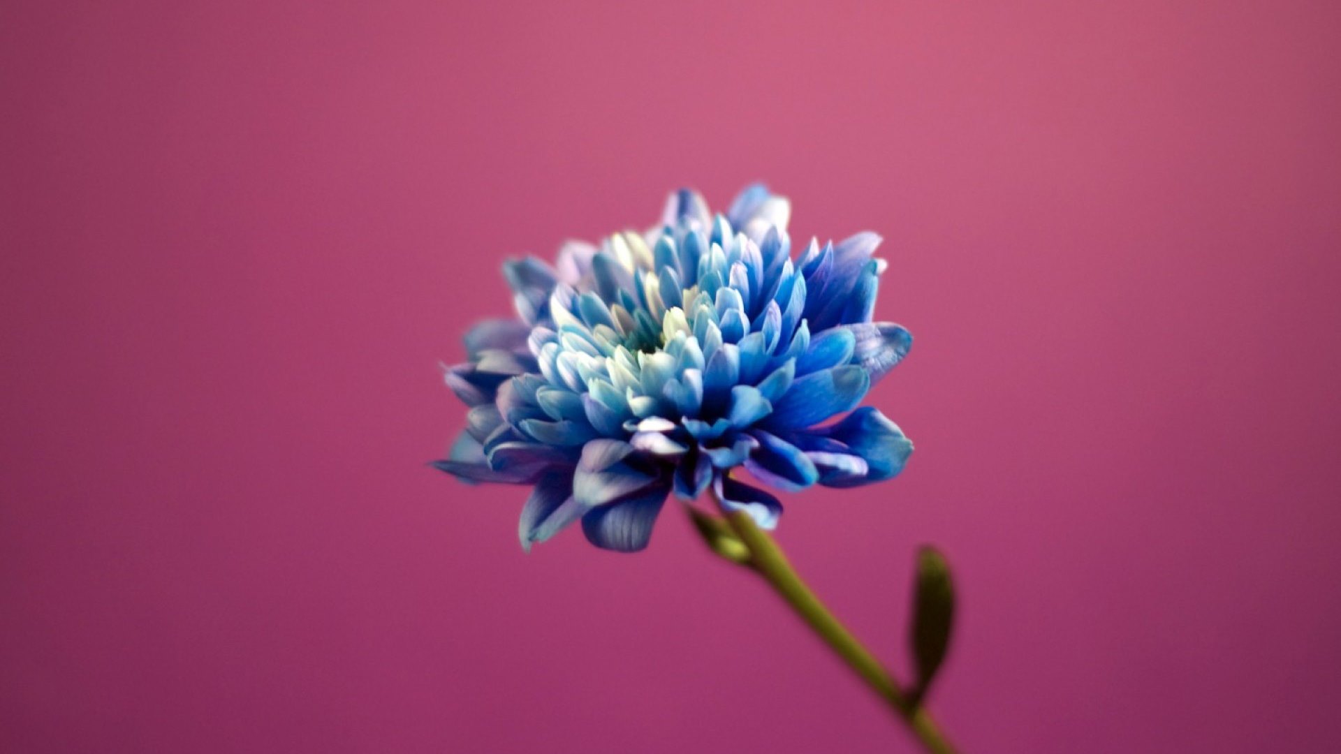 flower, nature, blue, leaf, HD Wallpaper