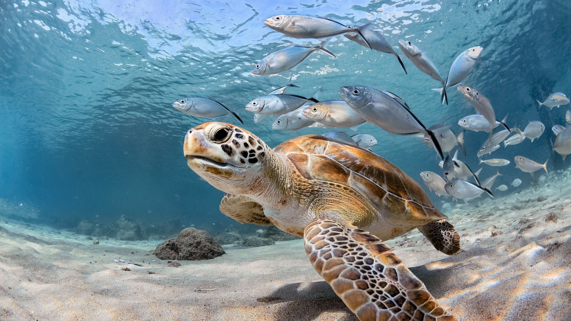 underwater, fishes, turtle, animals, HD Wallpaper