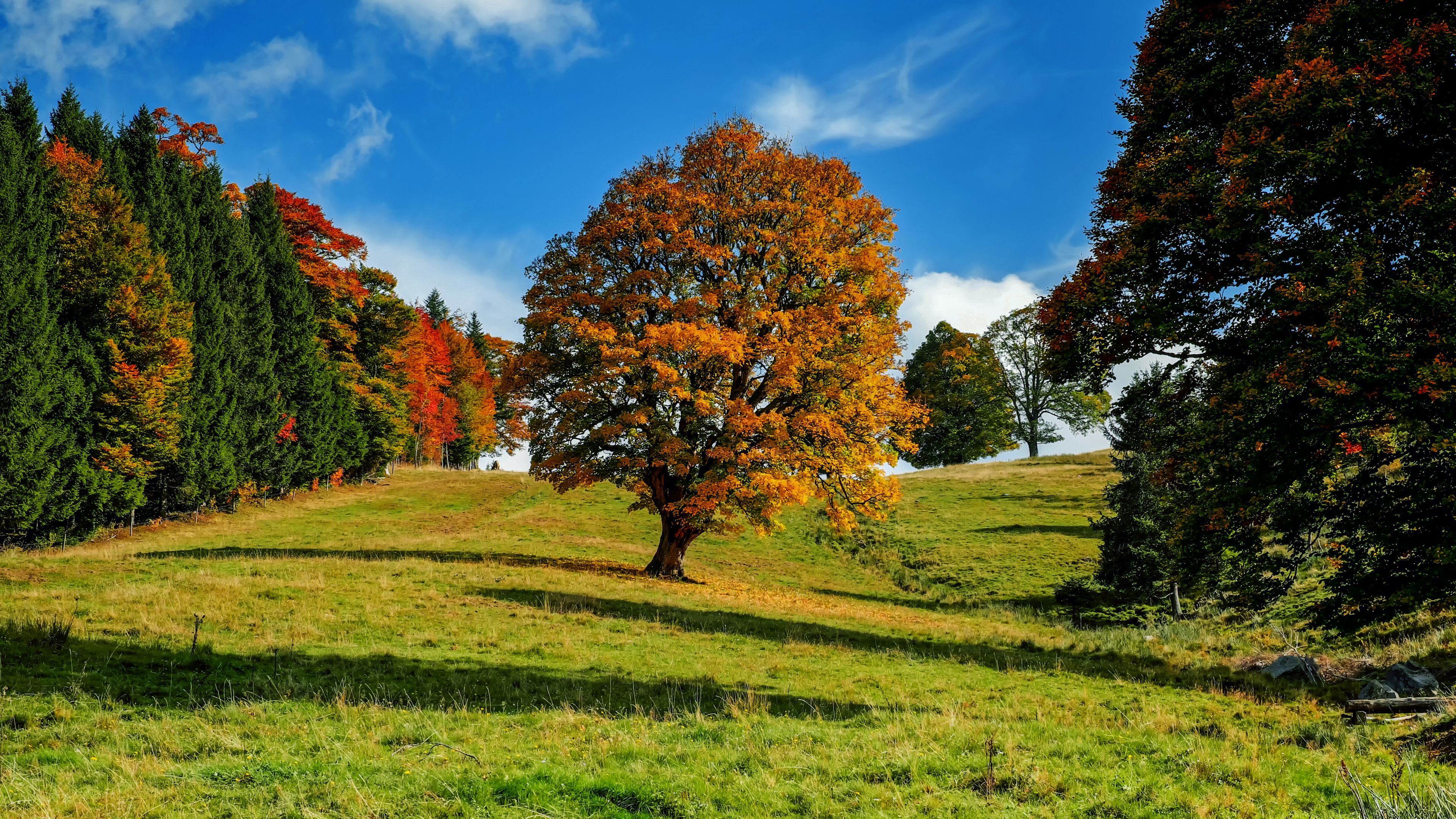 tree, autumn, forest, idyll, 4k, HD Wallpaper