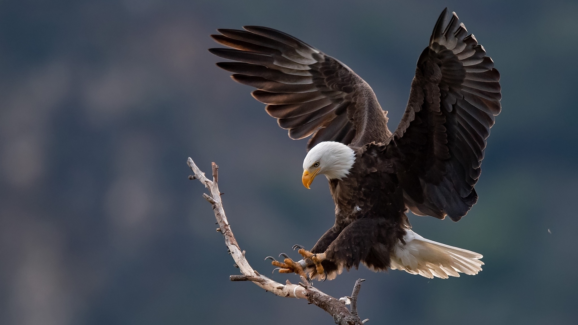 landing, wings, bald eagle, bird, flight, HD Wallpaper