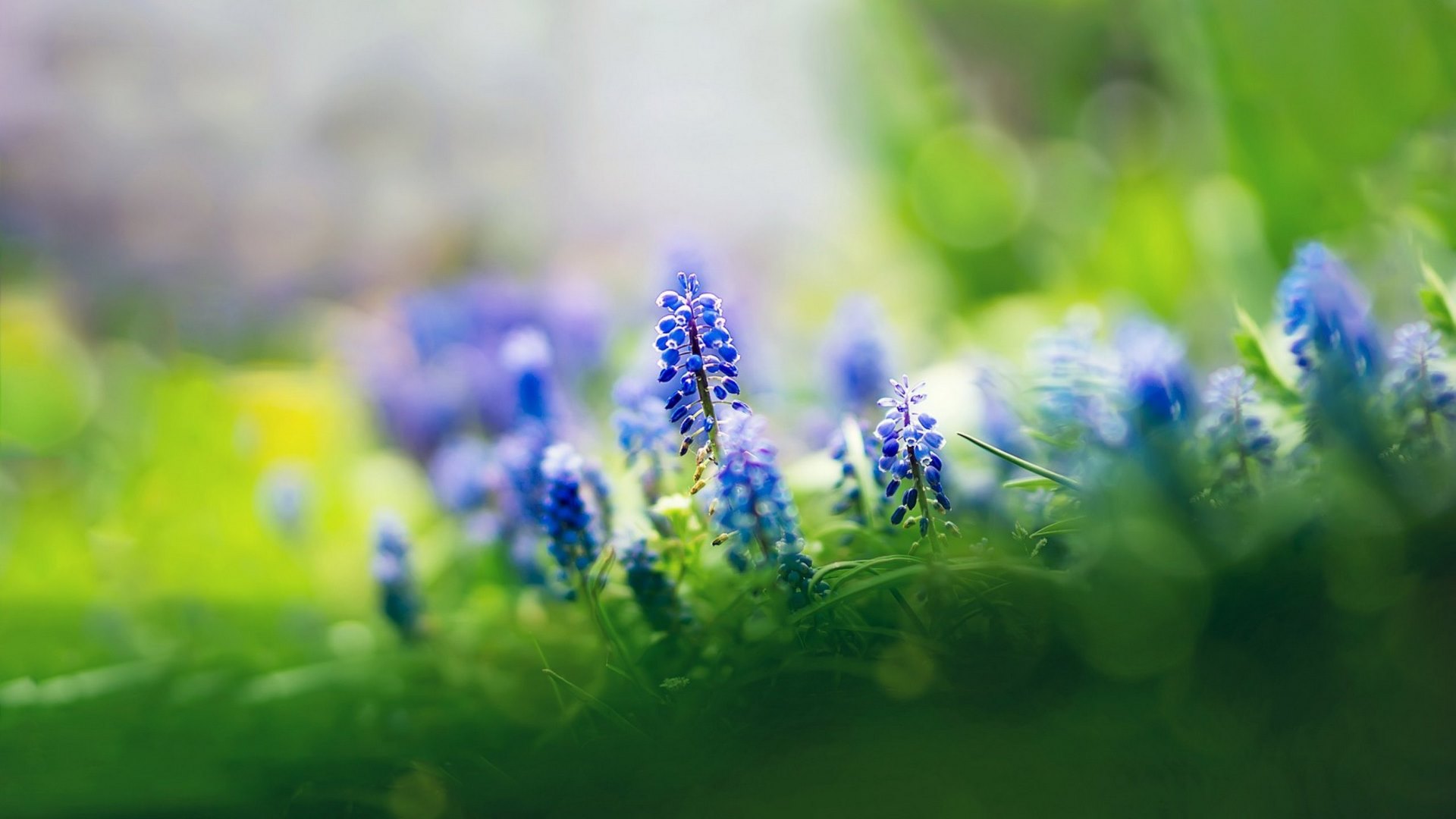 flowers, nature, blue, leaf, HD Wallpaper