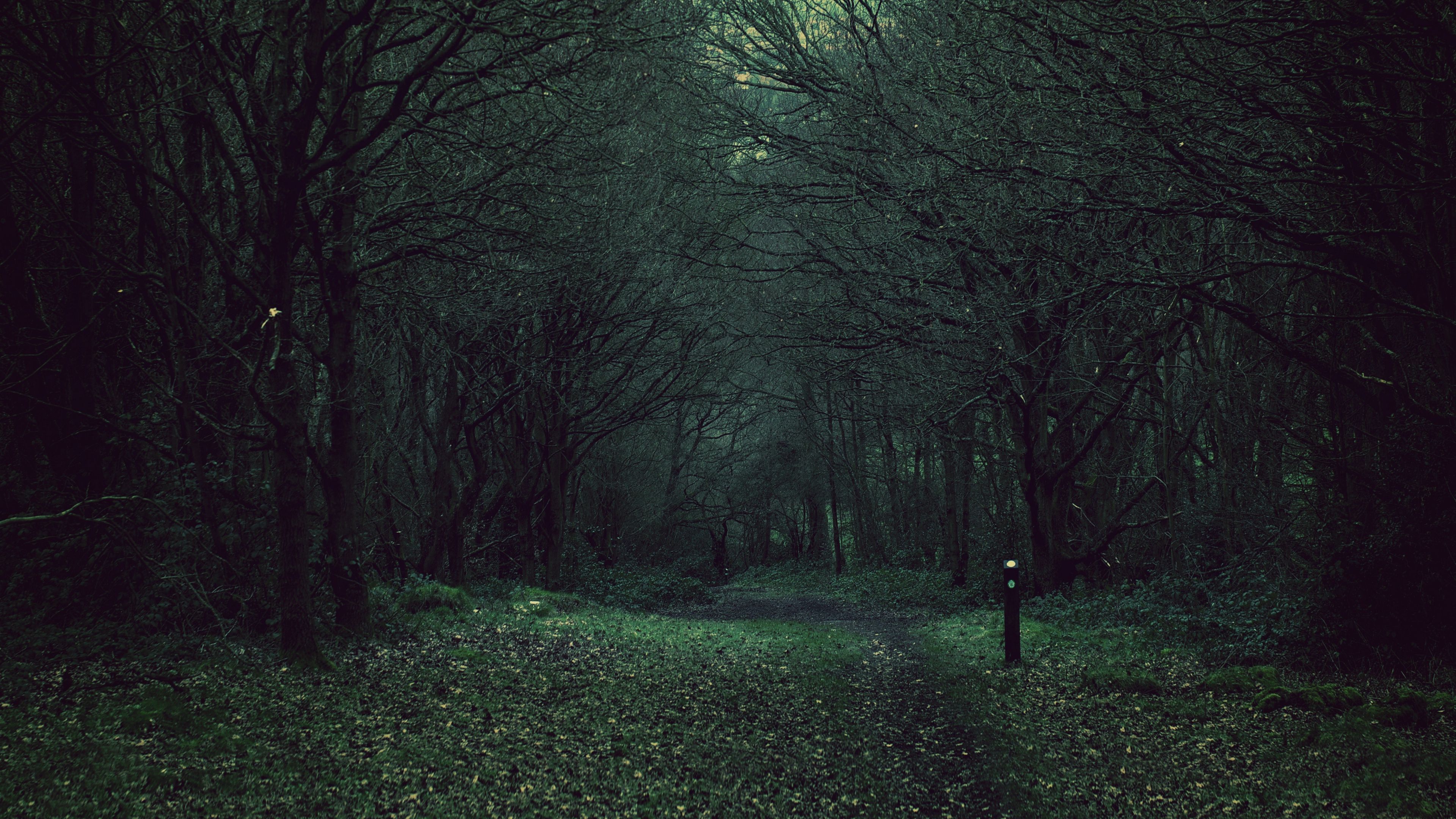 forest, trees, gloomy, foliage, fallen, 4k, HD Wallpaper
