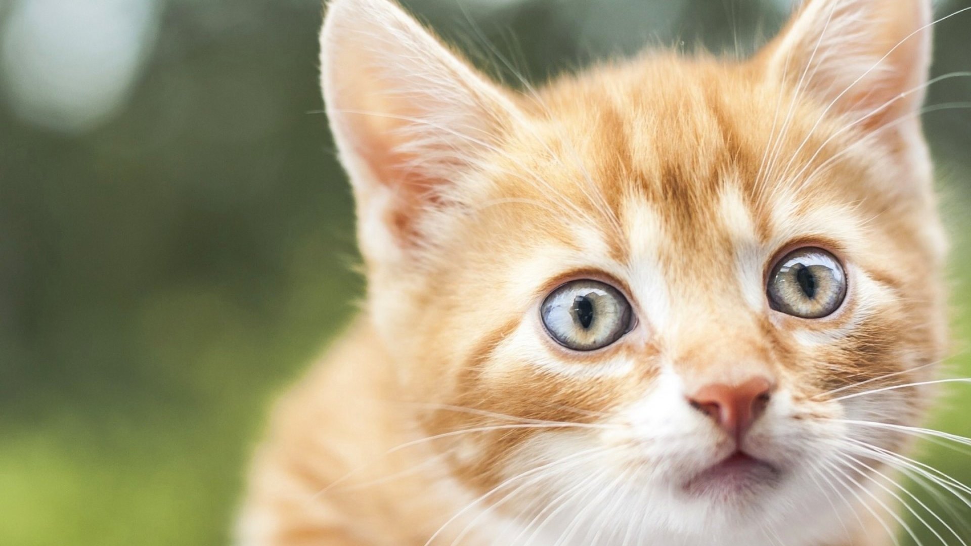 kitty, ginger, skyphoenixx1, cat, kitten, cats, animals, animal, HD Wallpaper
