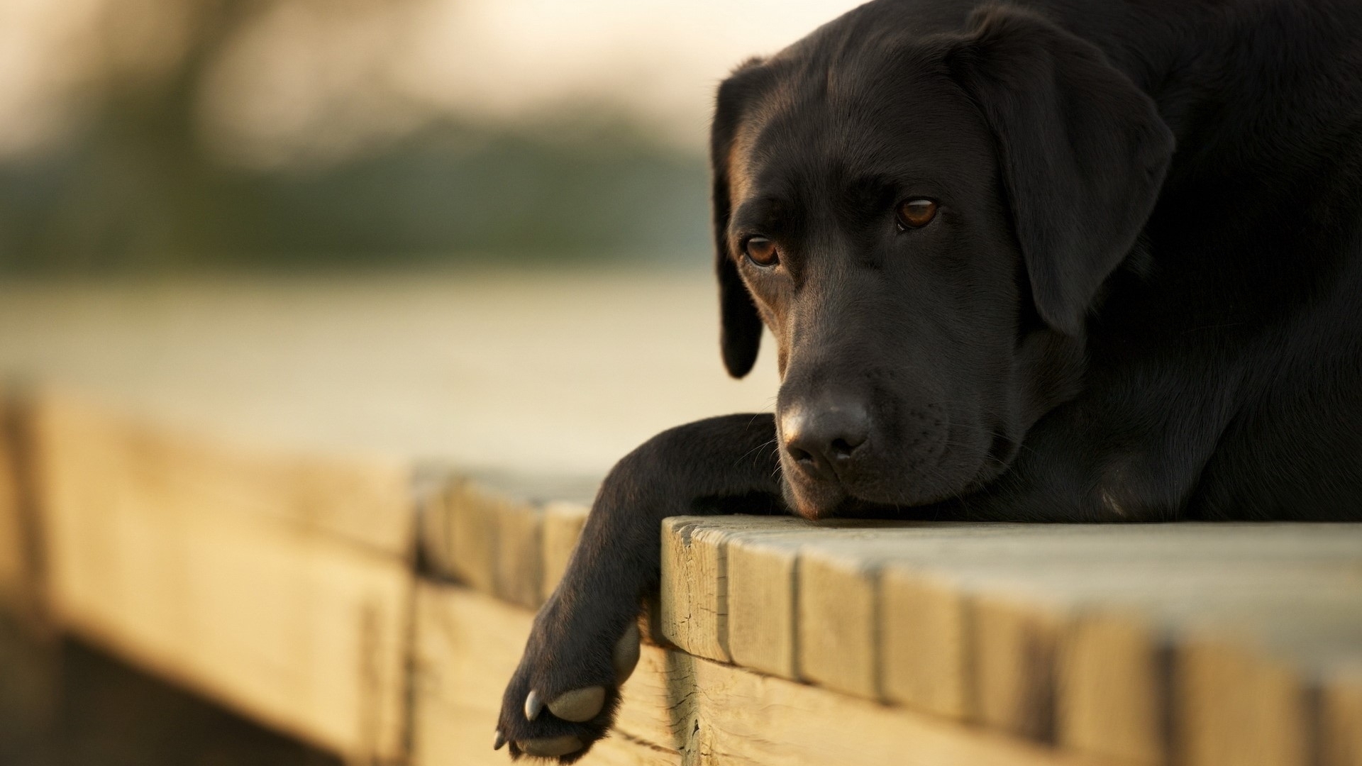 labrador retriver, cute, dogs, animal, HD Wallpaper