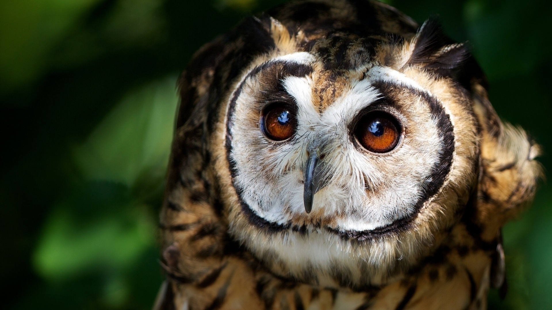 owl, bufnita, bird, eye, pasari, HD Wallpaper