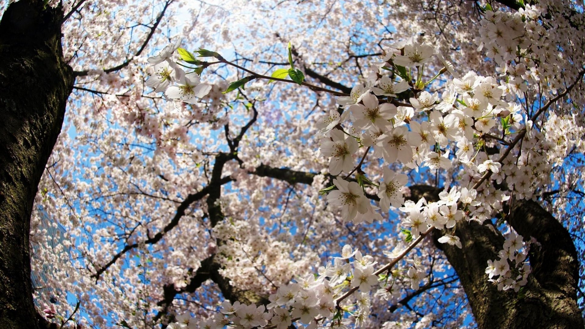colors of nature, plants, flower, blossoms, nature, spring, HD Wallpaper