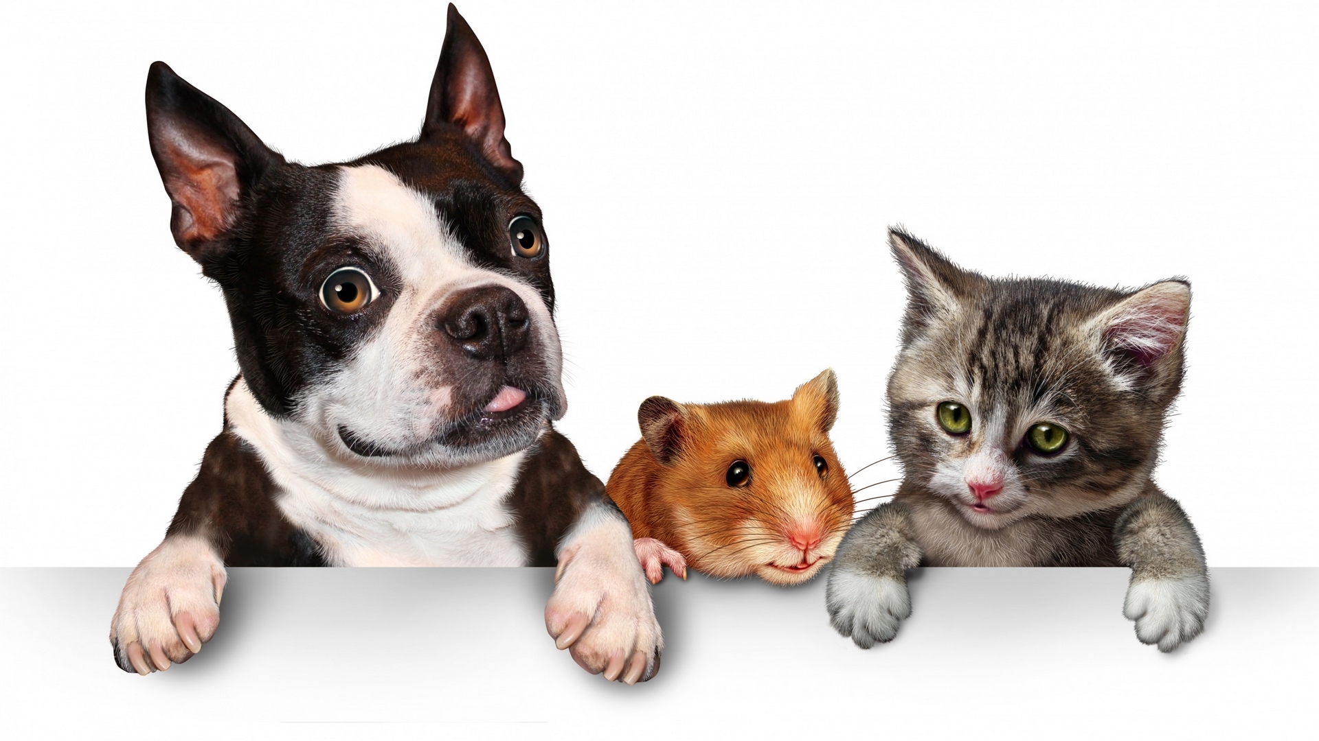 puppy, dog, pet, hamster, paw, cat, kitten, HD Wallpaper