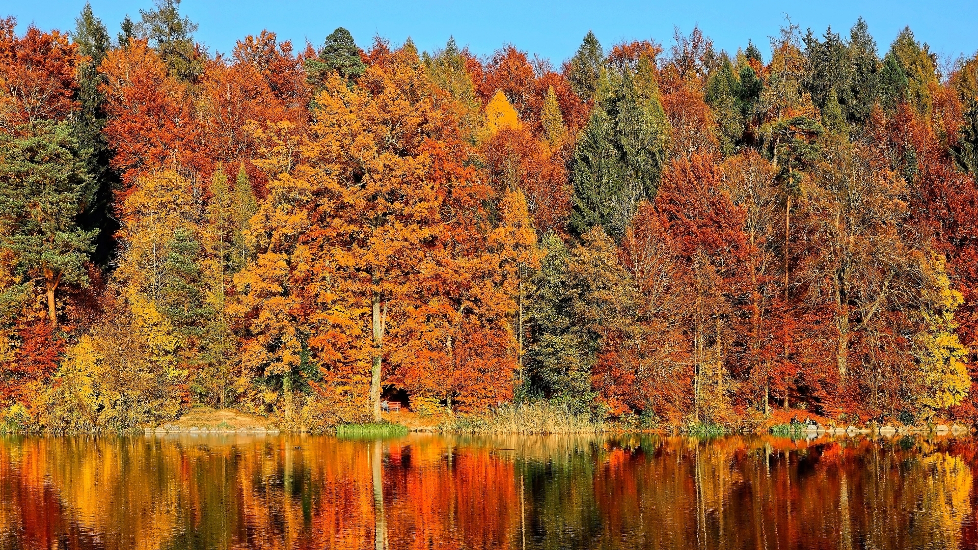 forest, autumn, nature, reflection, trees, lake, HD Wallpaper