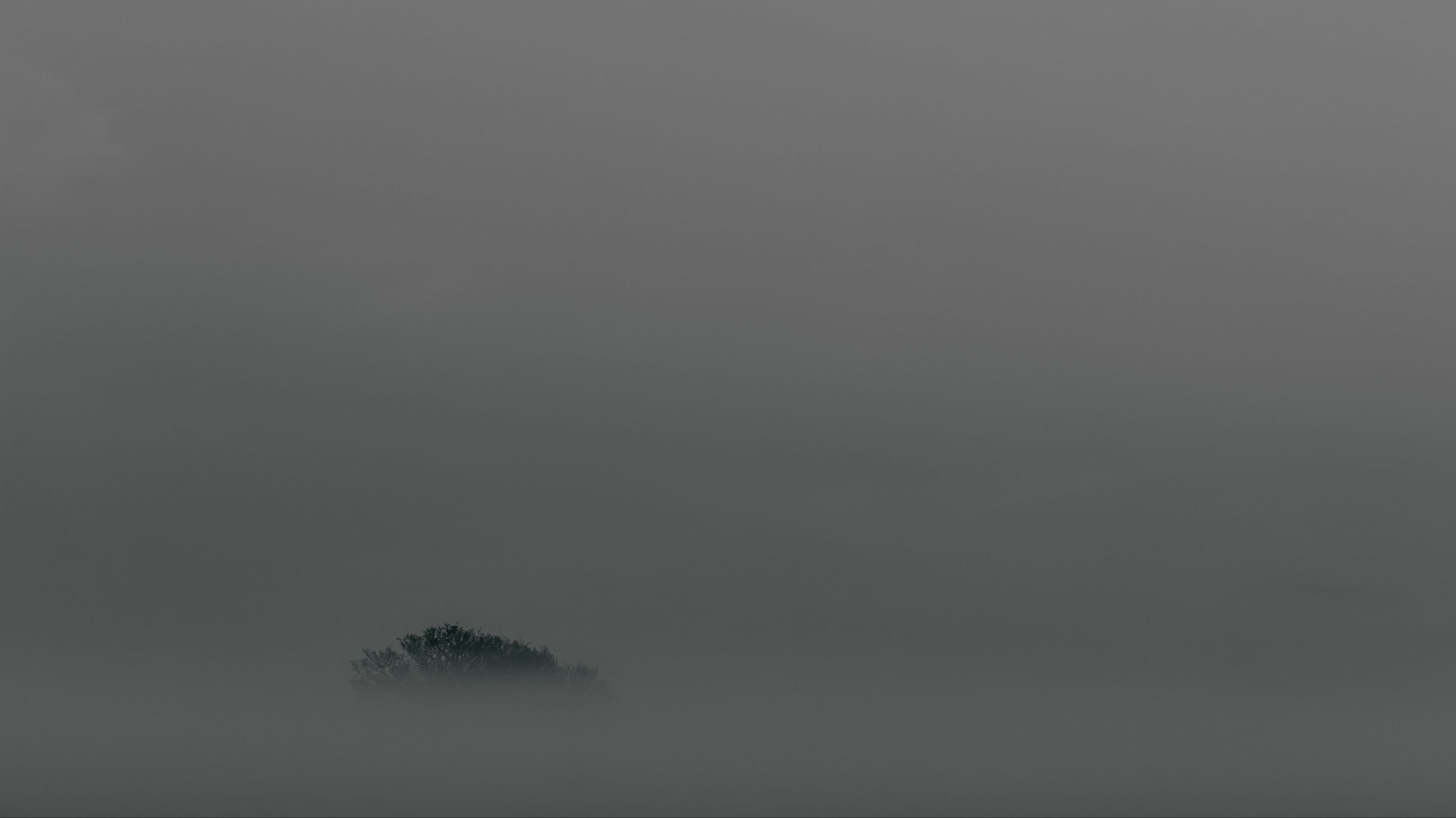 tree, fog, top, minimalism, 4k, HD Wallpaper